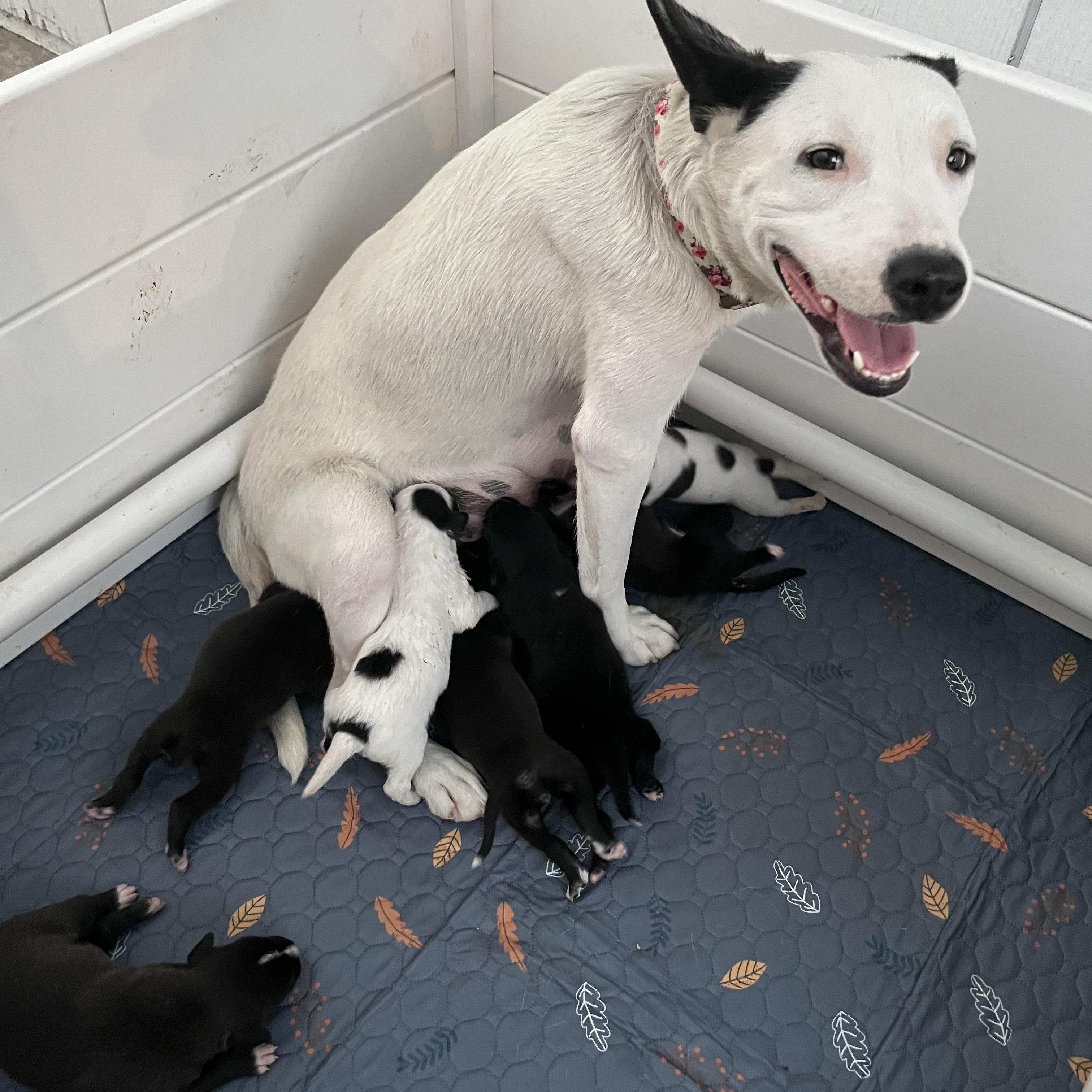 Enlarge Dottie, a Adopted mixed breed in stockton, CA image 5/5