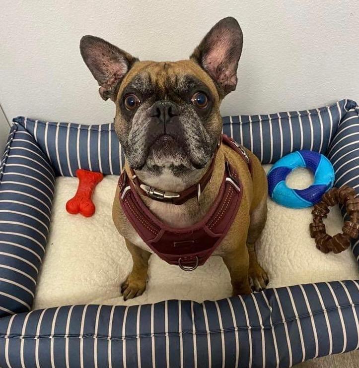 Rockie, Adoptable, Adult Male French Bulldog.