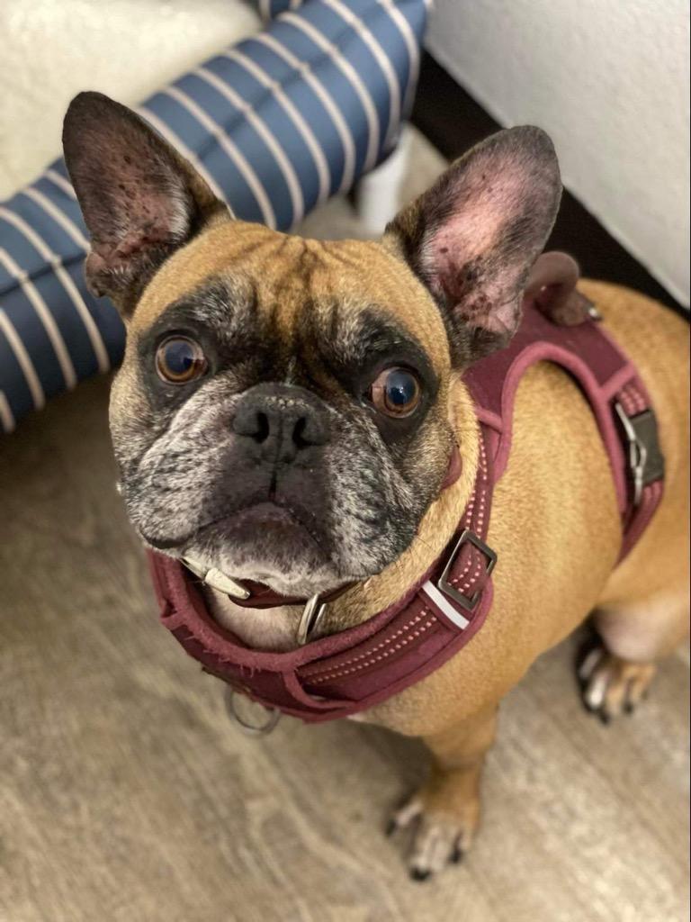 Enlarge Rockie, a Adoptable mixed breed in Lake Forest, CA image 2/6