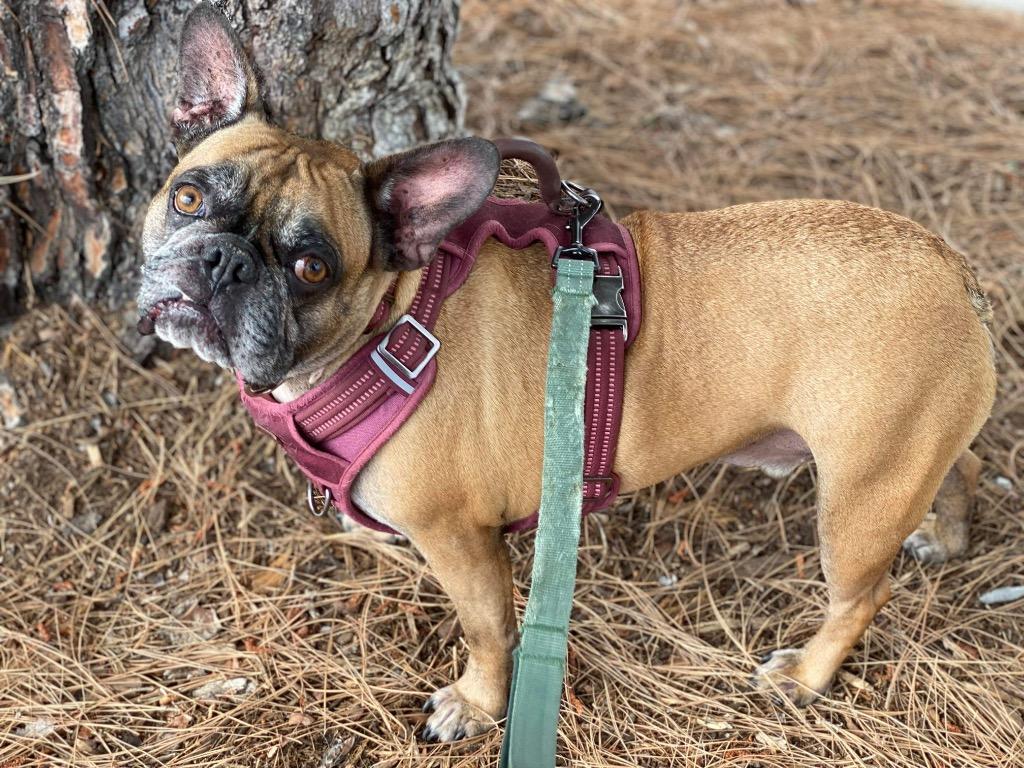 Enlarge Rockie, a Adoptable mixed breed in Lake Forest, CA image 1/6