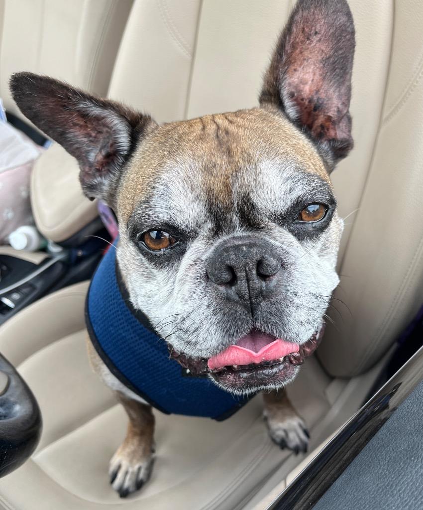 Enlarge Rockie, a Adoptable mixed breed in Lake Forest, CA image 3/6