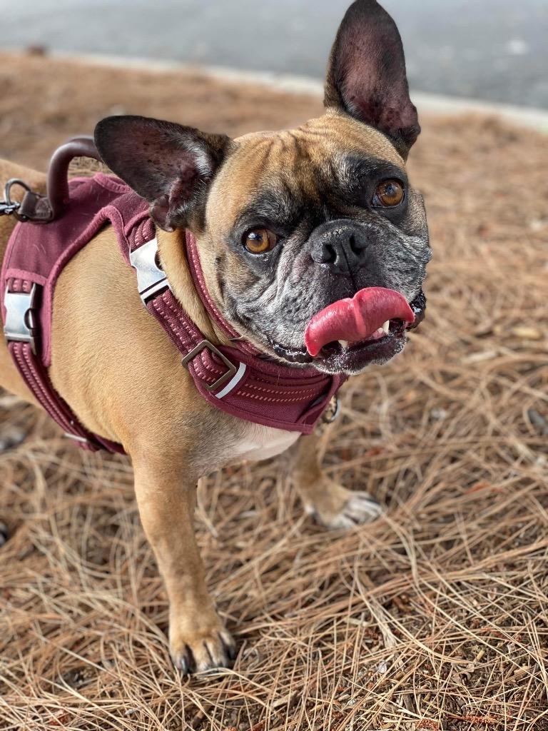 Enlarge Rockie, a Adoptable mixed breed in Lake Forest, CA image 5/6