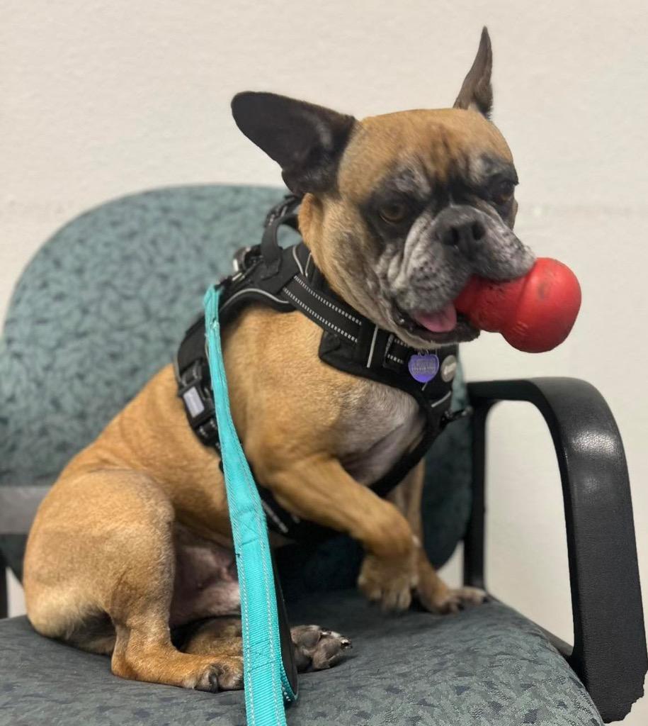 Enlarge Rockie, a Adoptable mixed breed in Lake Forest, CA image 6/6