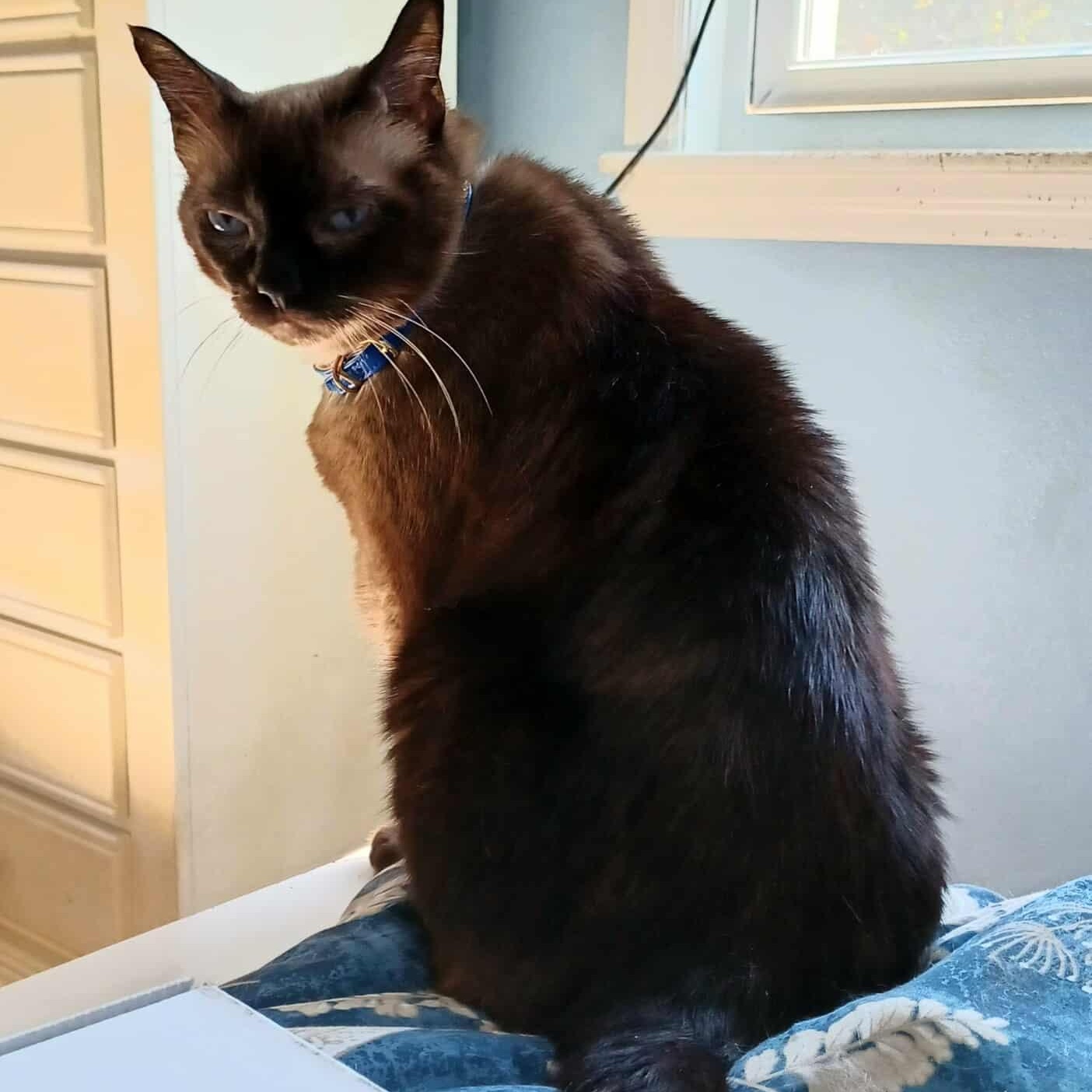 Caramelo — thumbnail 2