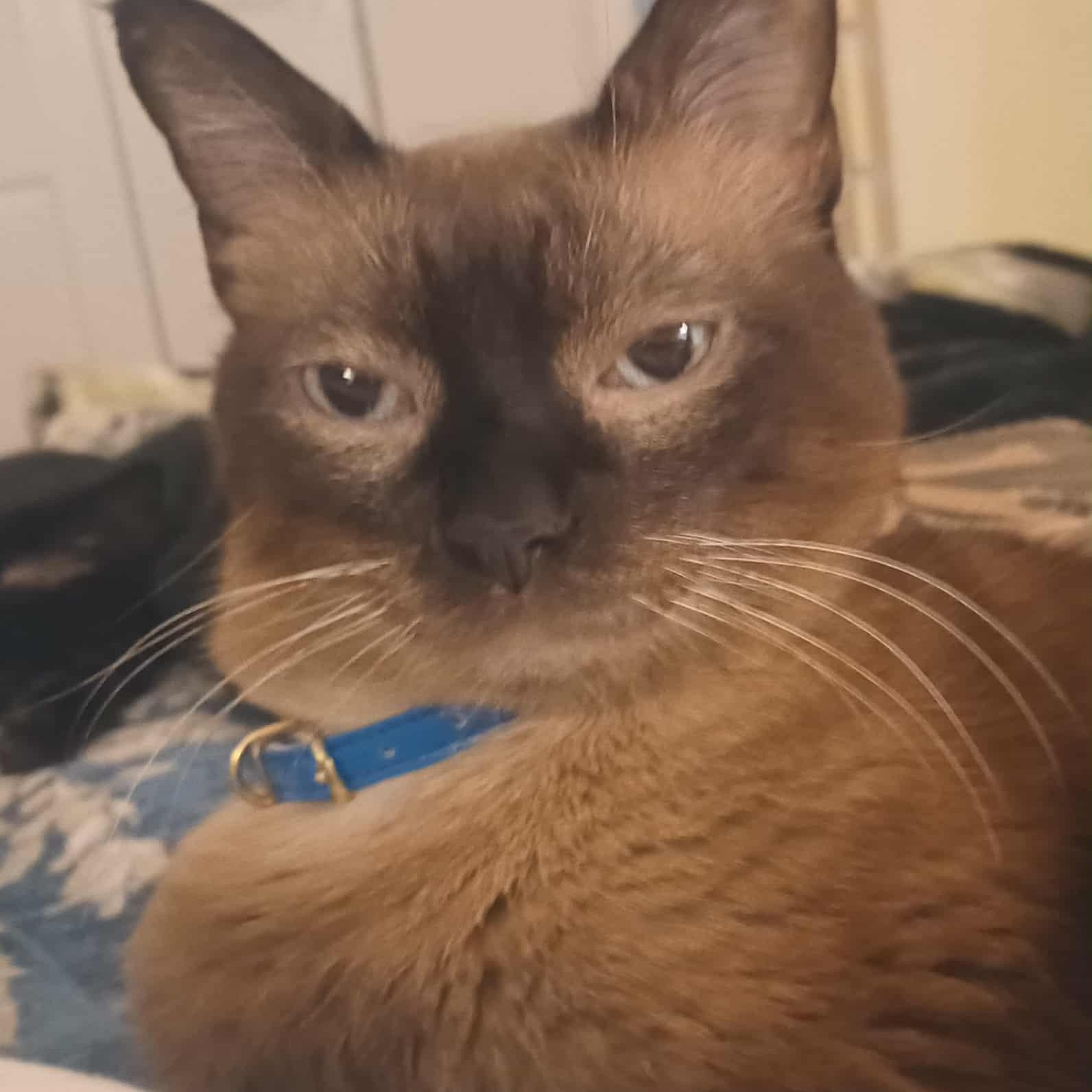 Caramelo thumbnail 4