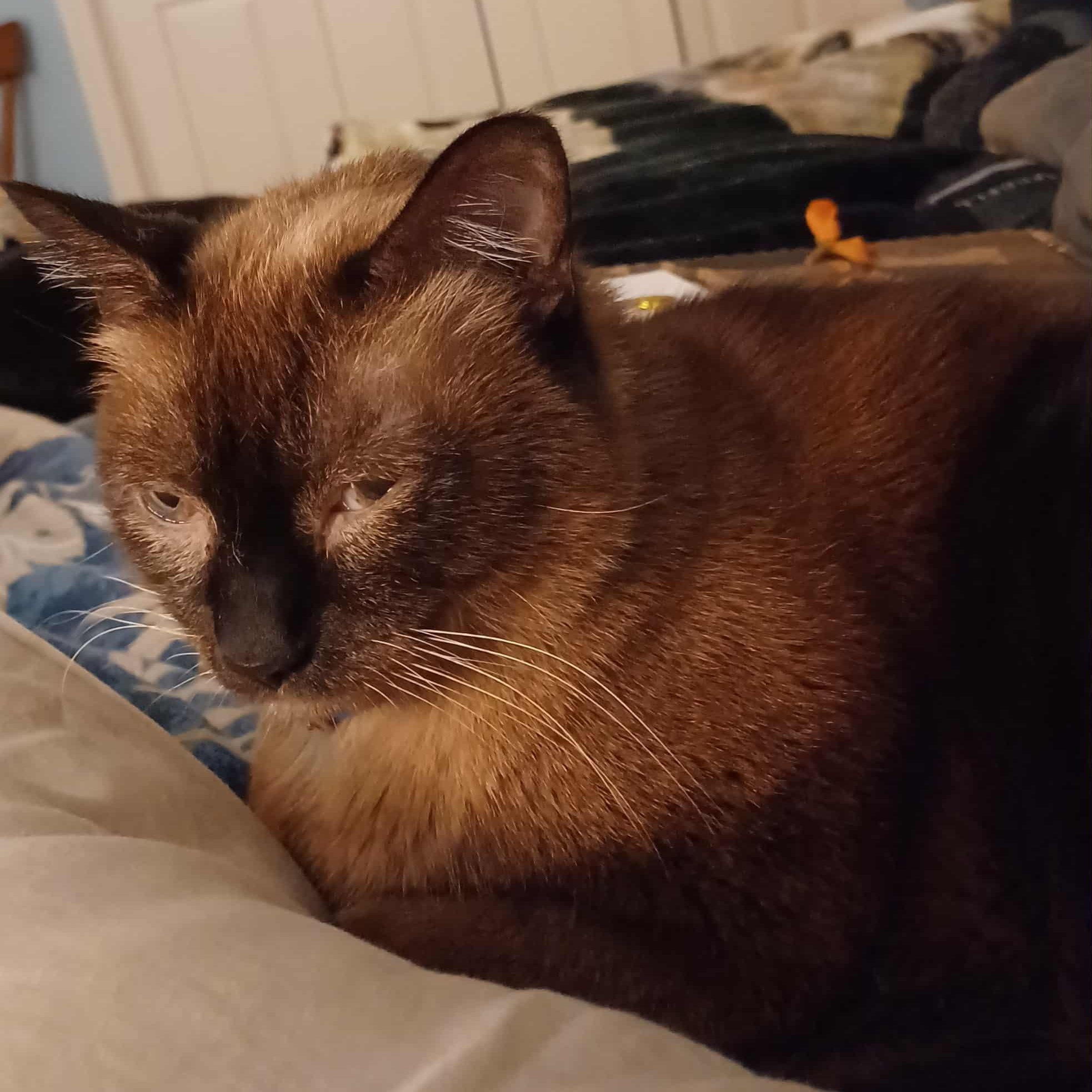 Caramelo — thumbnail 4