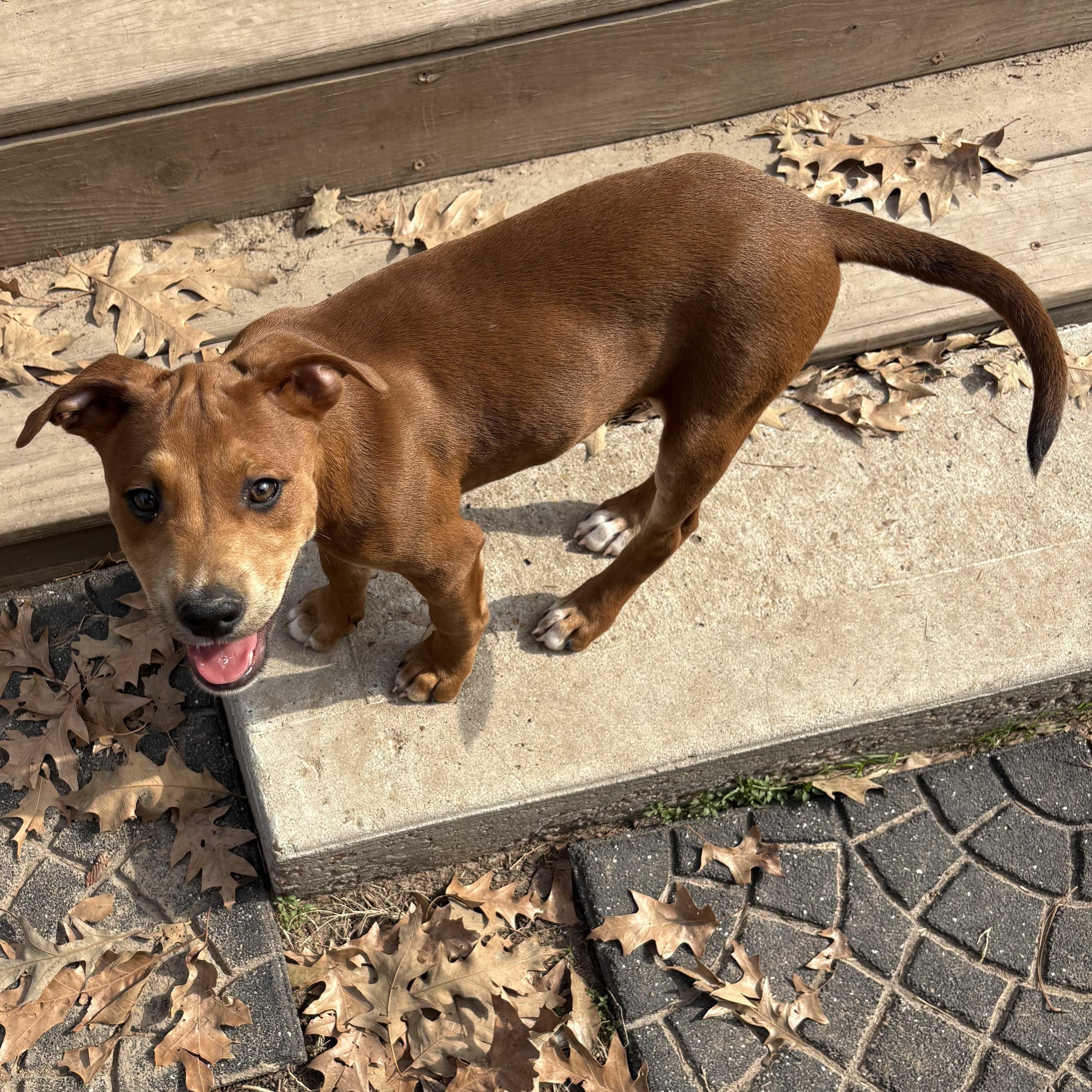 Cygnus — thumbnail 2