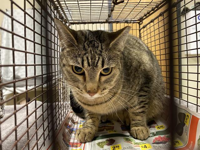 Enlarge FRANKIE, a Adoptable Domestic Short Hair in Modesto, CA image 1/2