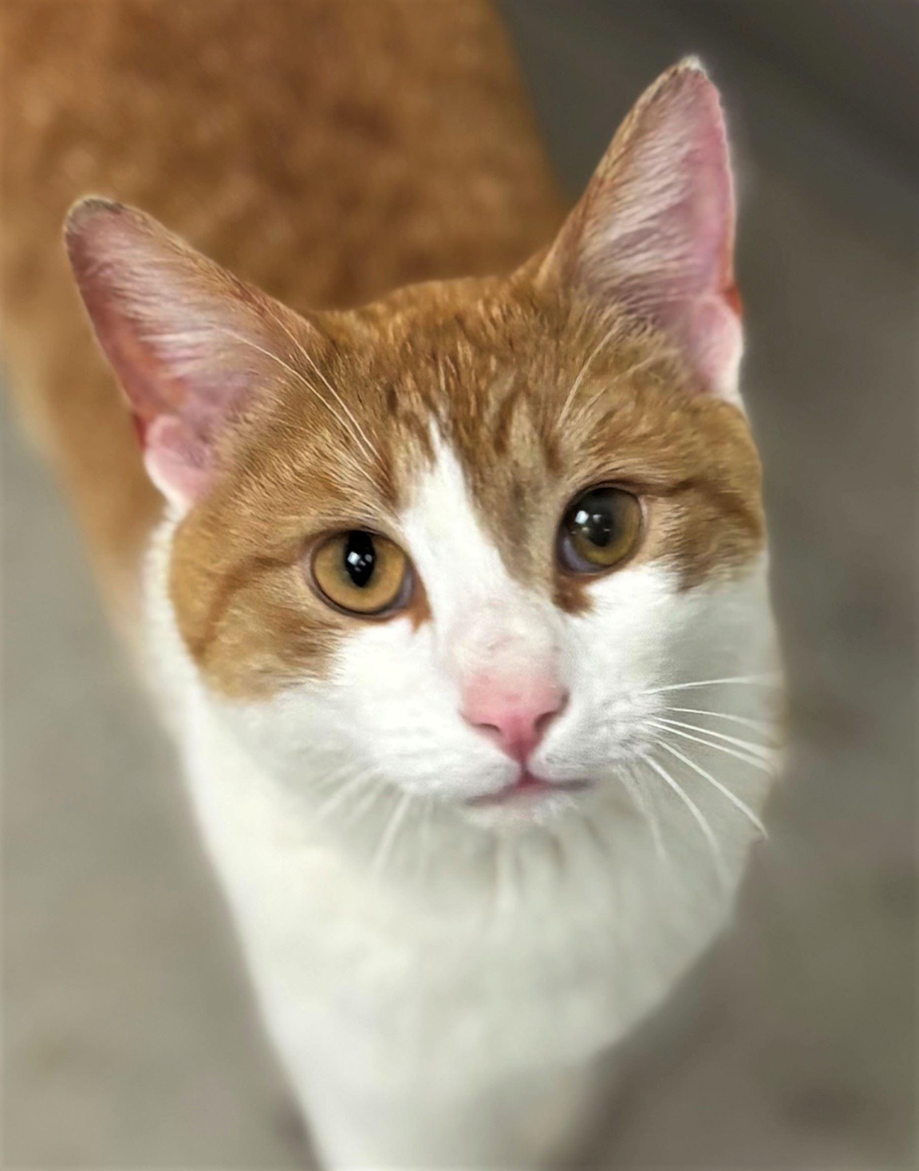 Beckett, a ADOPTABLE Domestic Short Hair in Iowa City, IA image 2/2