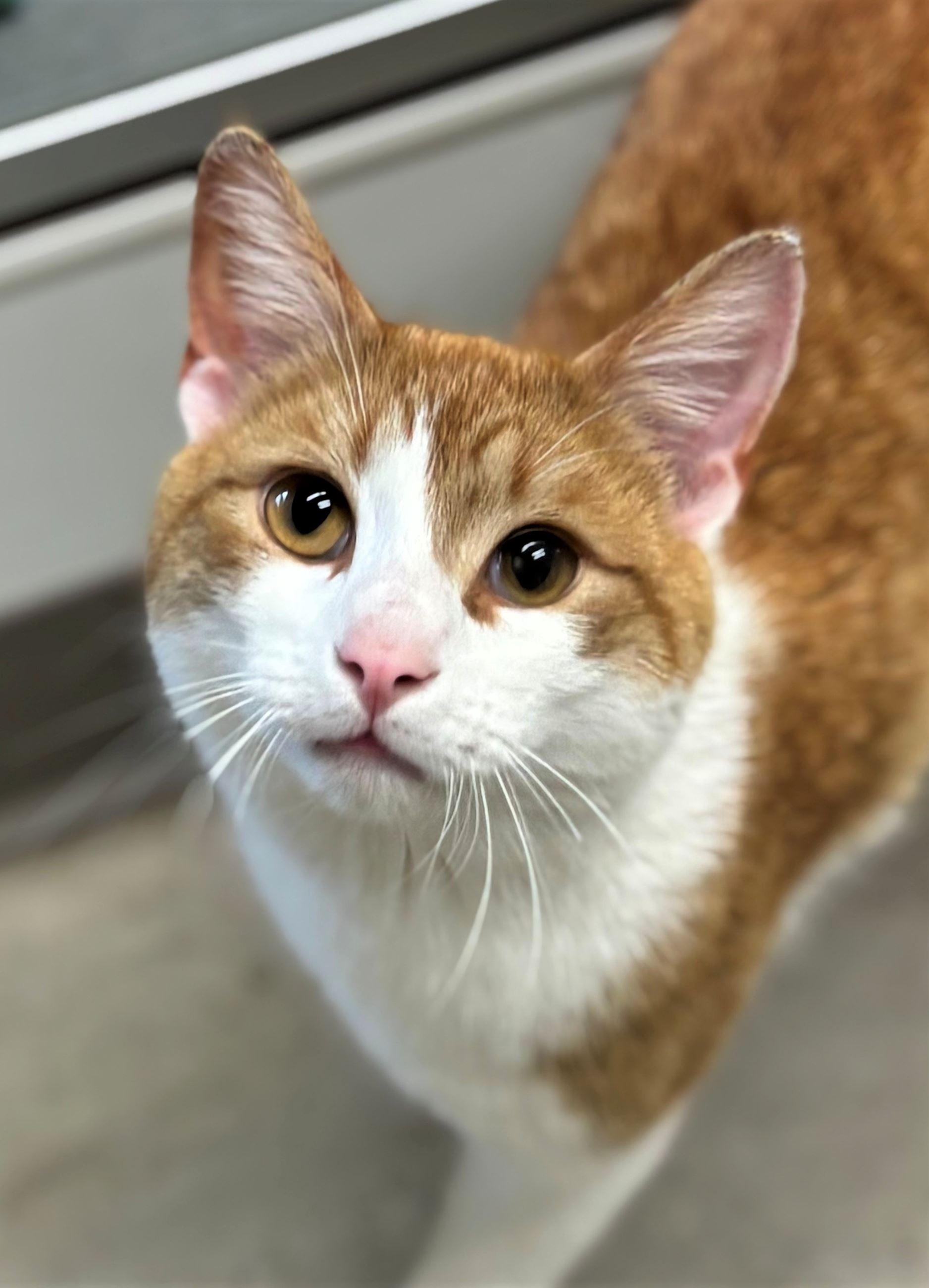 Beckett, a ADOPTABLE Domestic Short Hair in Iowa City, IA image 1/2