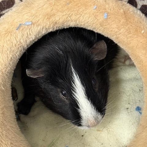 Enlarge Mini Moo, a ADOPTABLE Guinea Pig in Honesdale, PA image 2/2