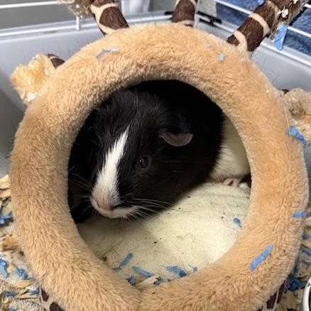 Mini Moo, ADOPTABLE, Adult Male Guinea Pig.