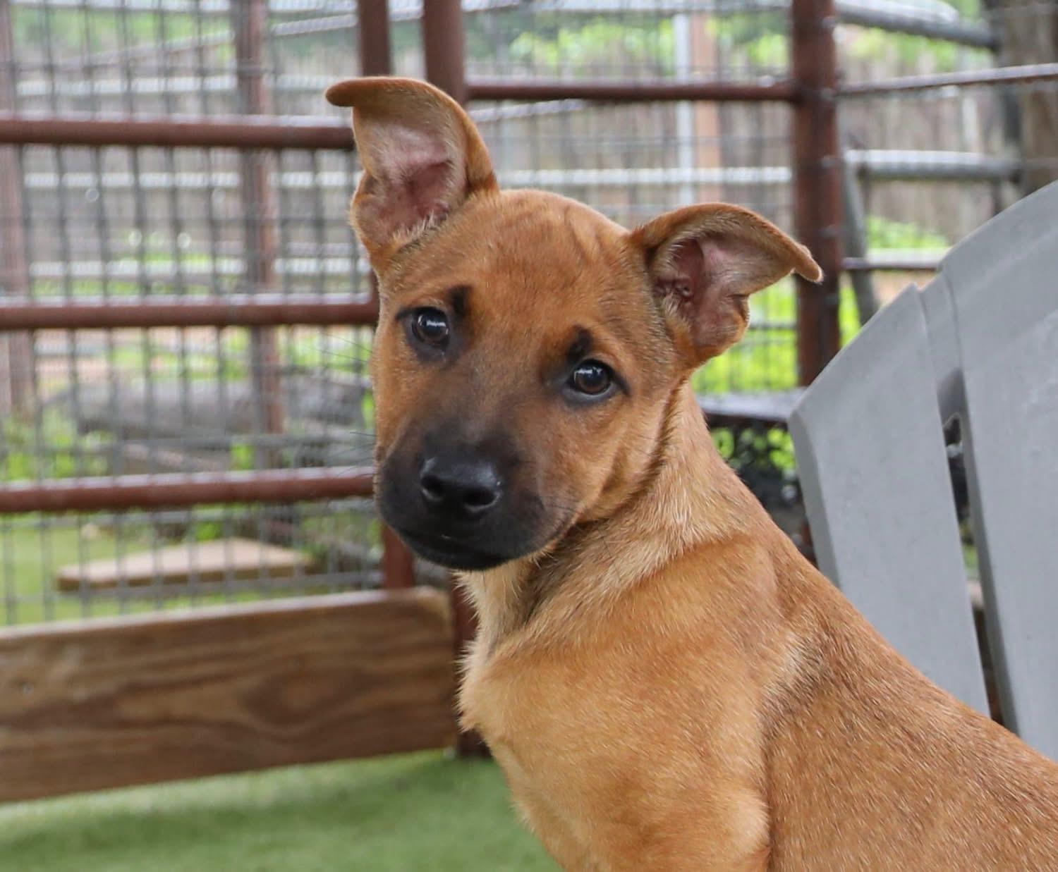 Enlarge Blaze, a ADOPTABLE mixed breed in Southlake, TX image 3/4
