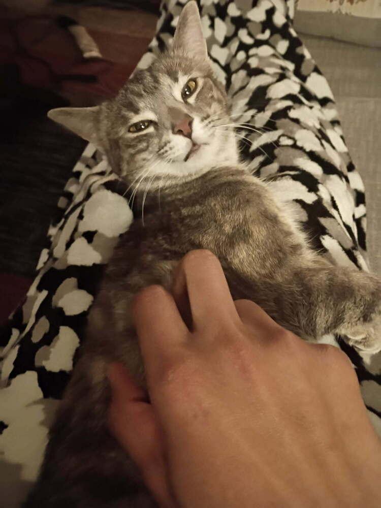 Trader Jane, Adoptable, Young Female Domestic Short Hair.