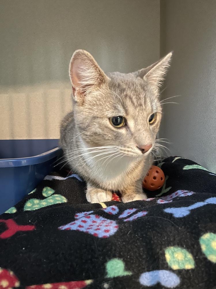 Enlarge Trader Jane, a Adoptable Domestic Short Hair in Ferndale, MI image 2/2