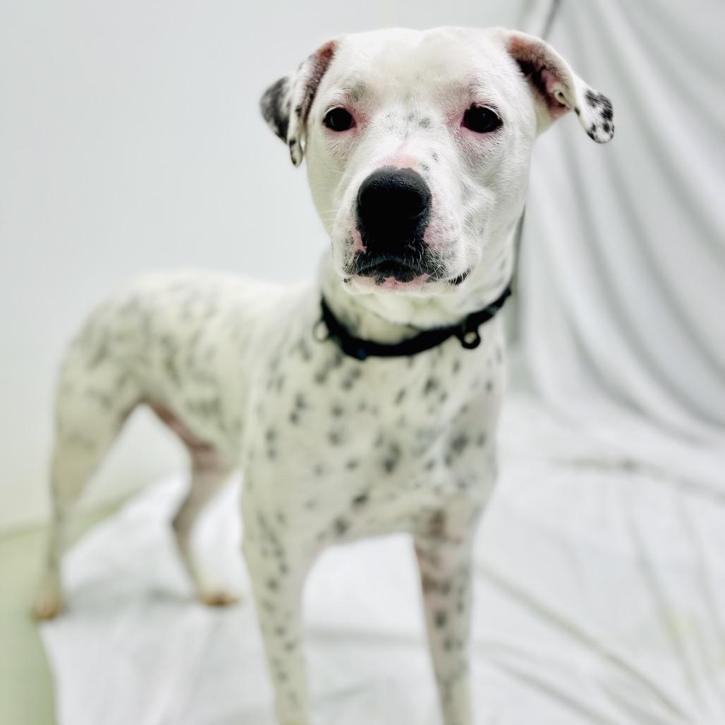 Osiris, Adoptable, Adult Male Australian Cattle Dog / Blue Heeler & Terrier.