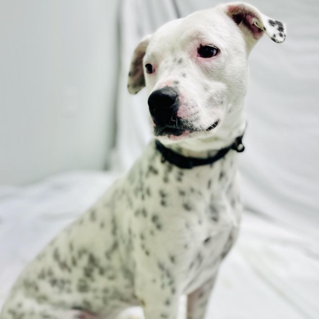 Enlarge Osiris, a Adoptable mixed breed in Lebanon, MO image 2/4