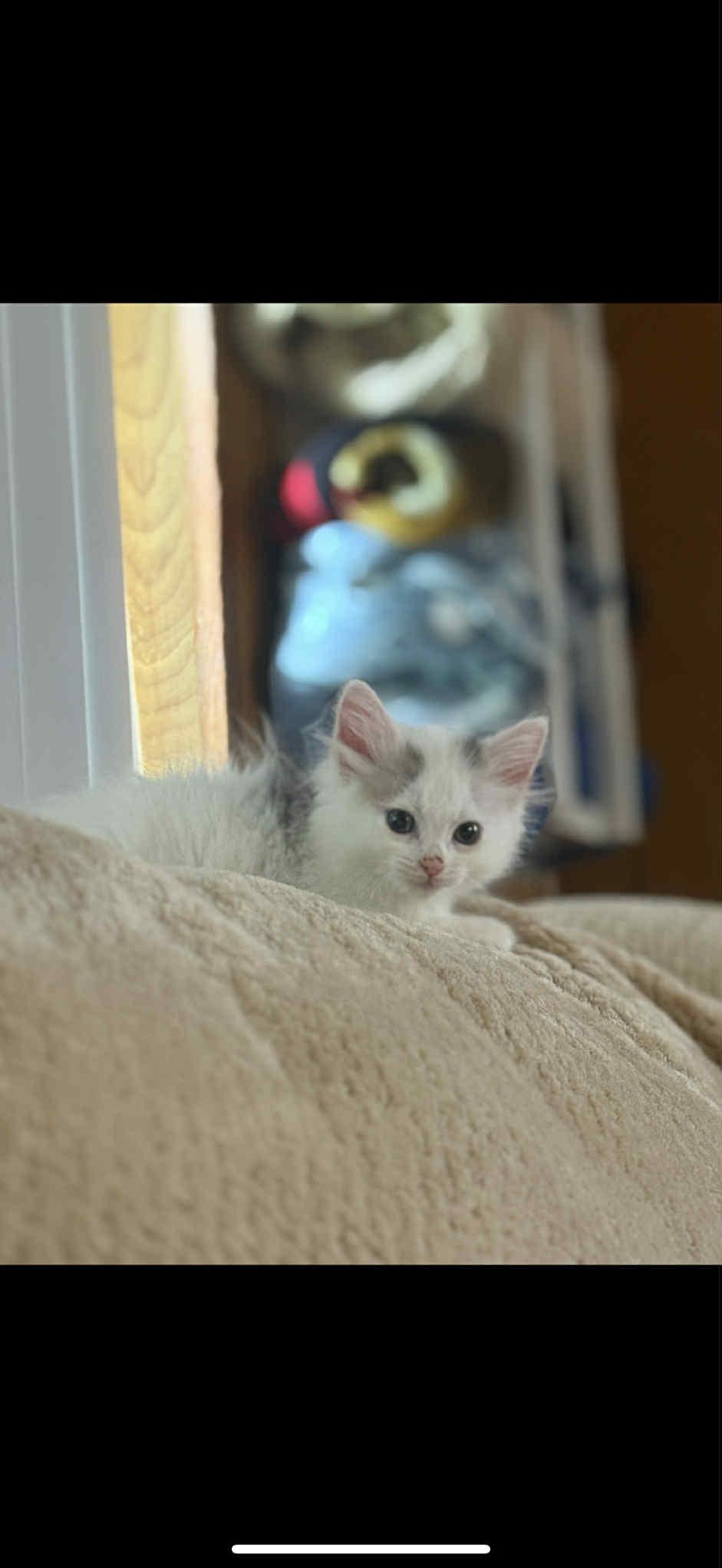 Enlarge ANNIE, a Adopted Domestic Long Hair in Barbourville, KY image 6/6