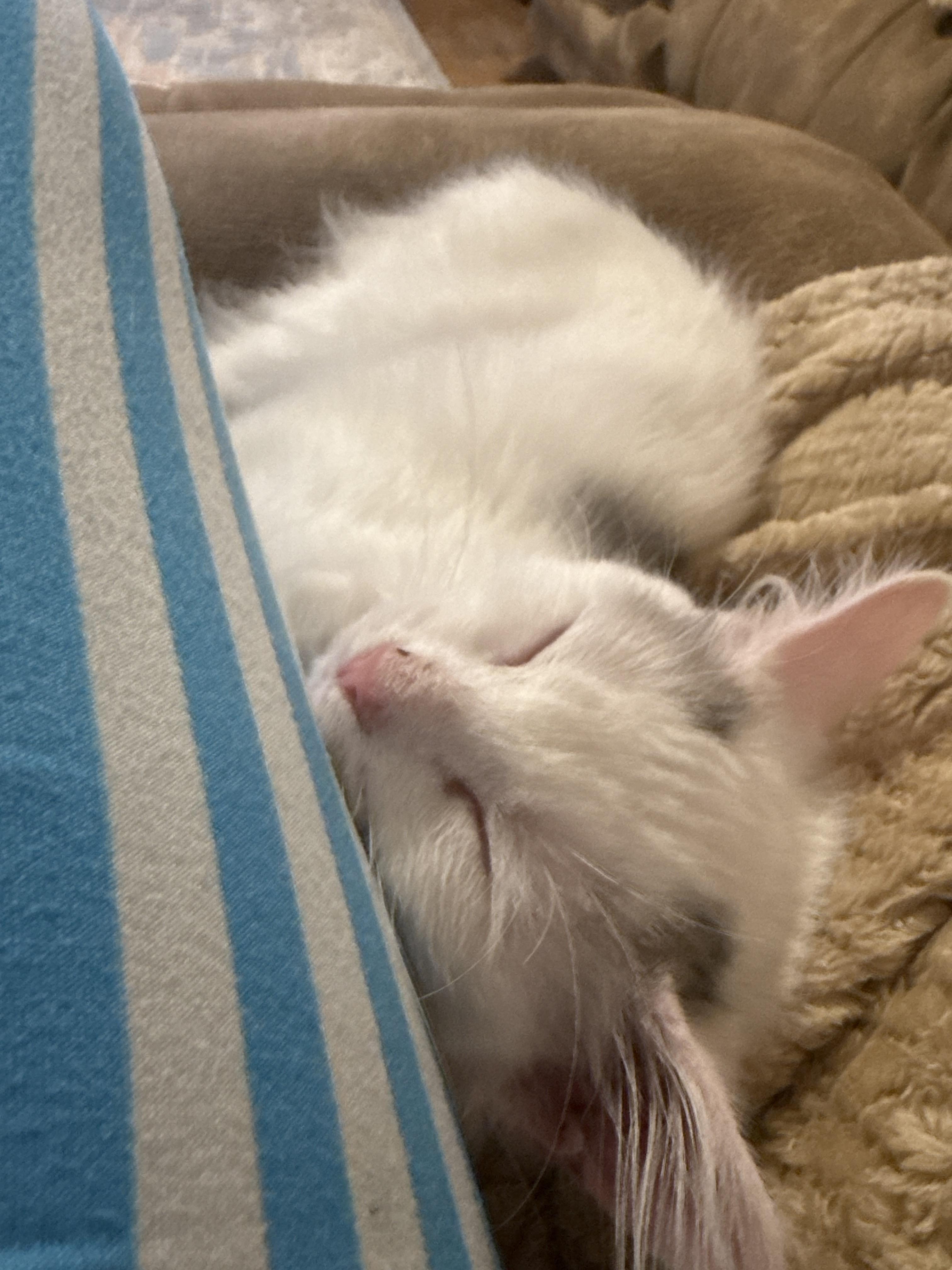 Enlarge ANNIE, a Adopted Domestic Long Hair in Barbourville, KY image 2/6