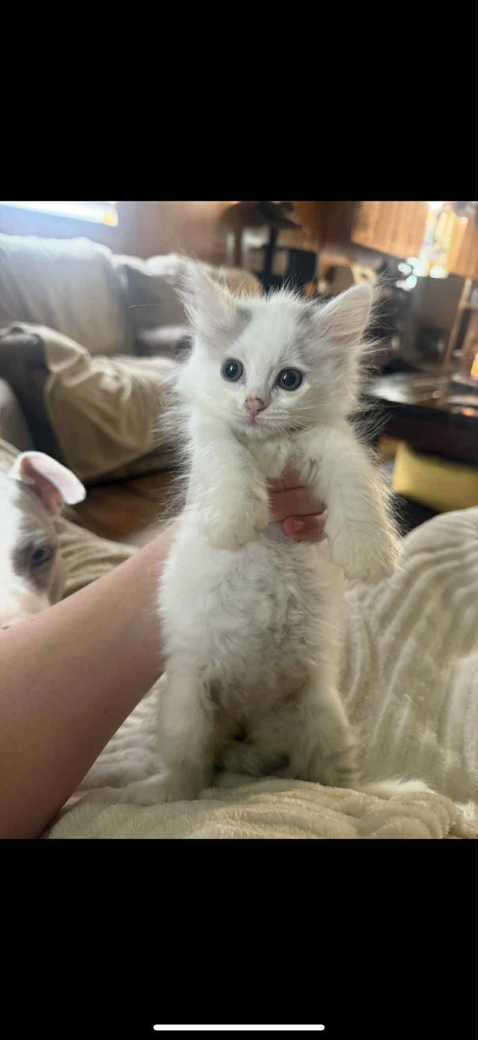 Enlarge ANNIE, a Adopted Domestic Long Hair in Barbourville, KY image 4/6