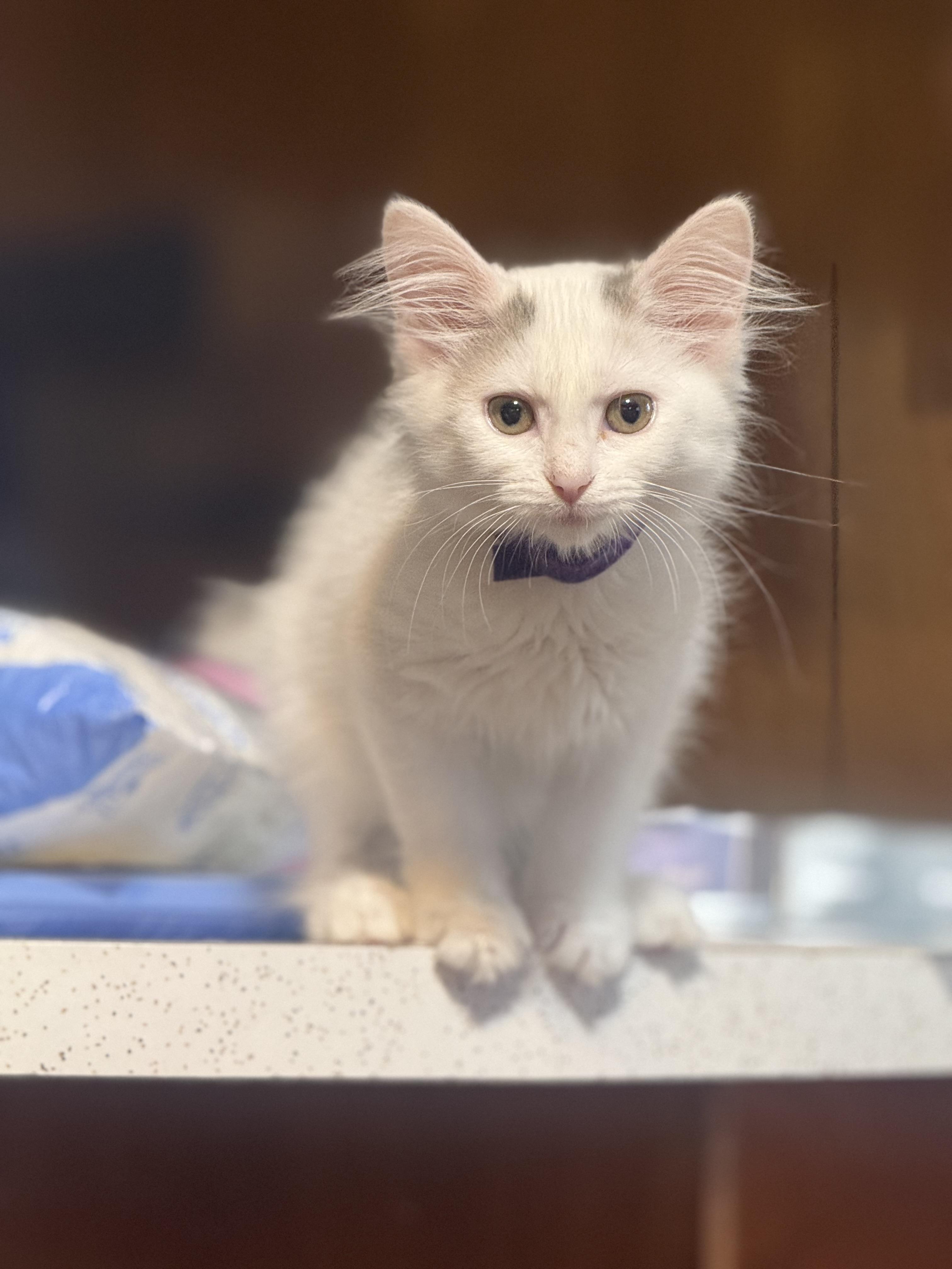 ANNIE, Adopted, Kitten Female Domestic Long Hair.
