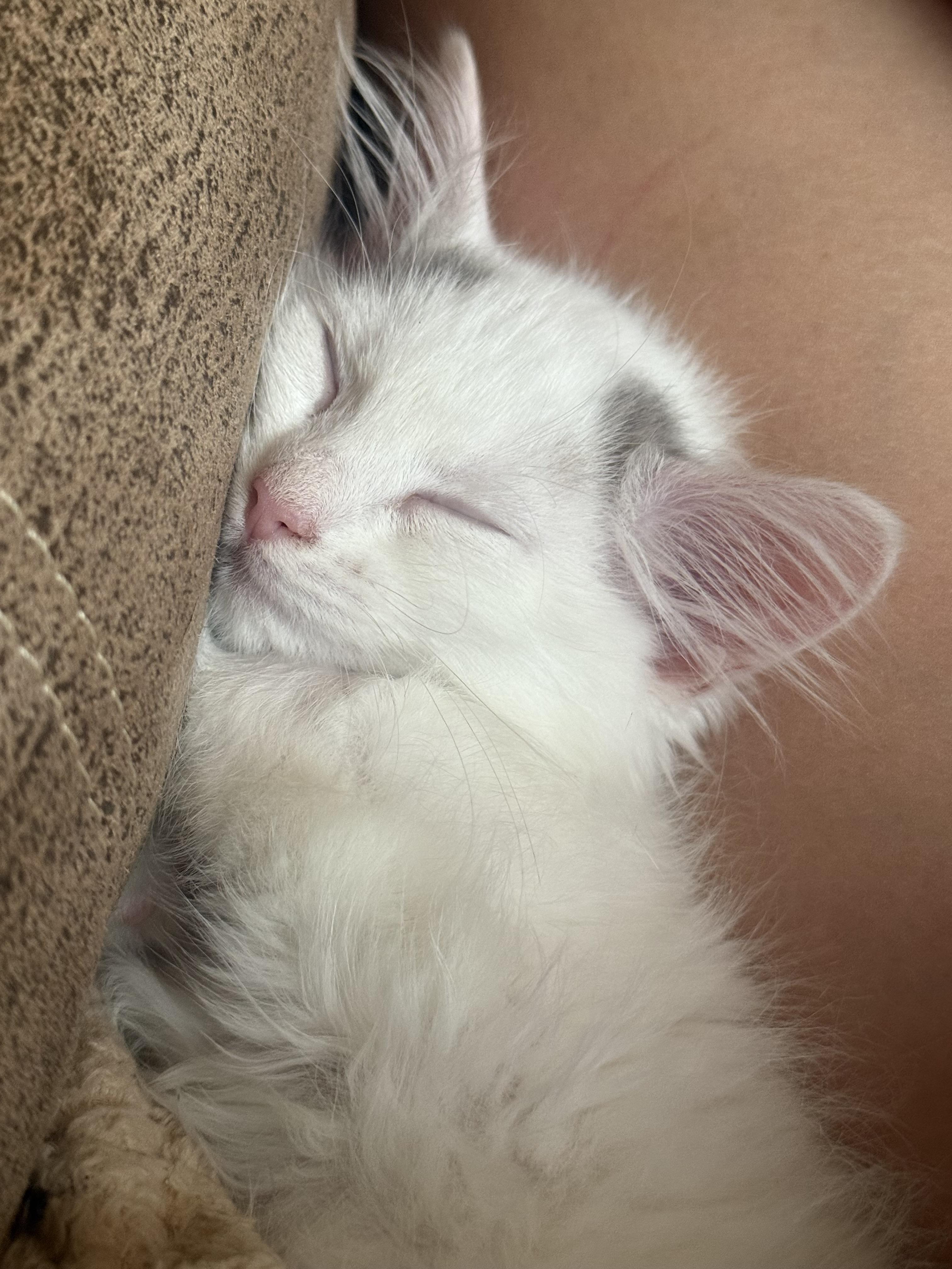 Enlarge ANNIE, a Adopted Domestic Long Hair in Barbourville, KY image 5/6