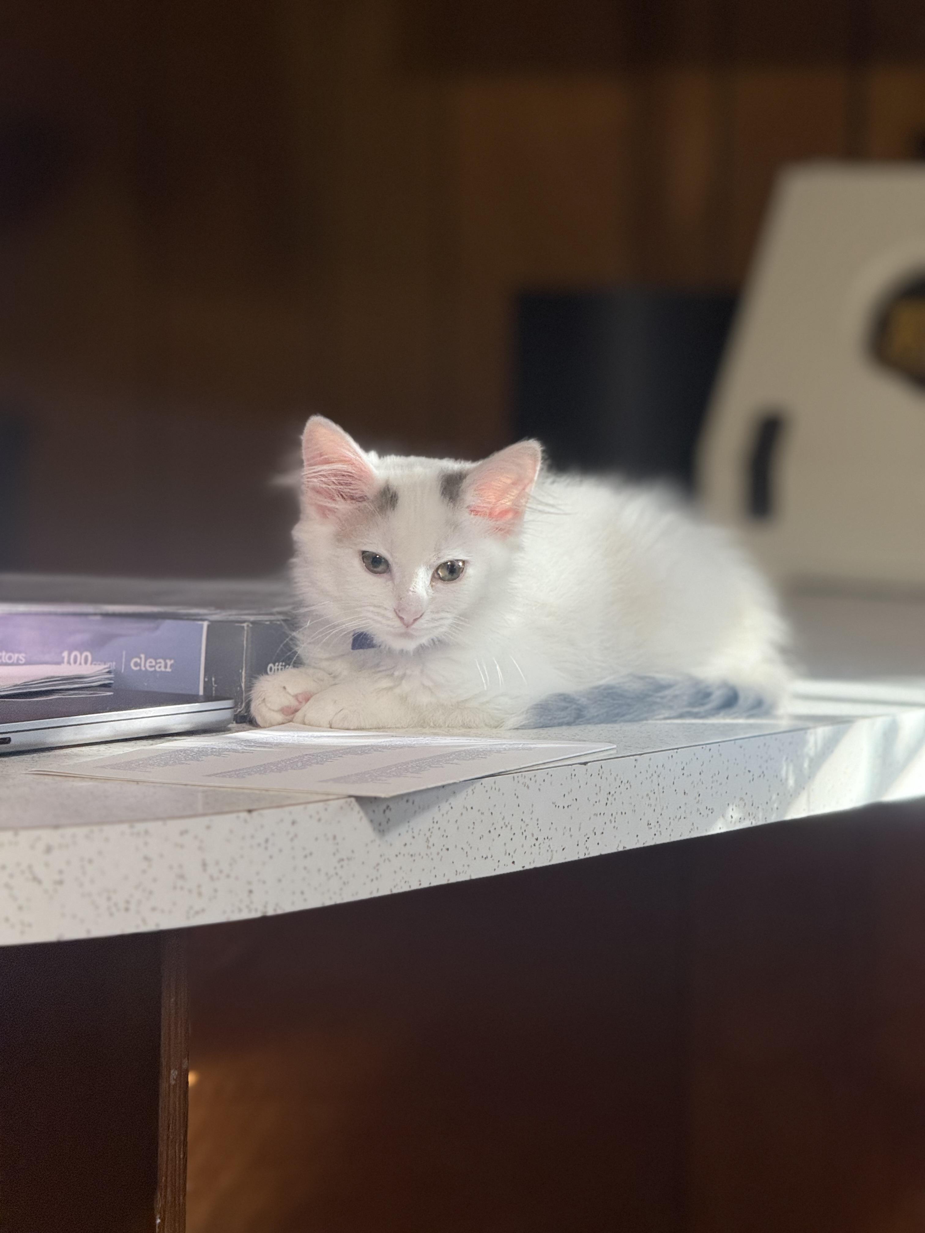 Enlarge ANNIE, a Adopted Domestic Long Hair in Barbourville, KY image 3/6