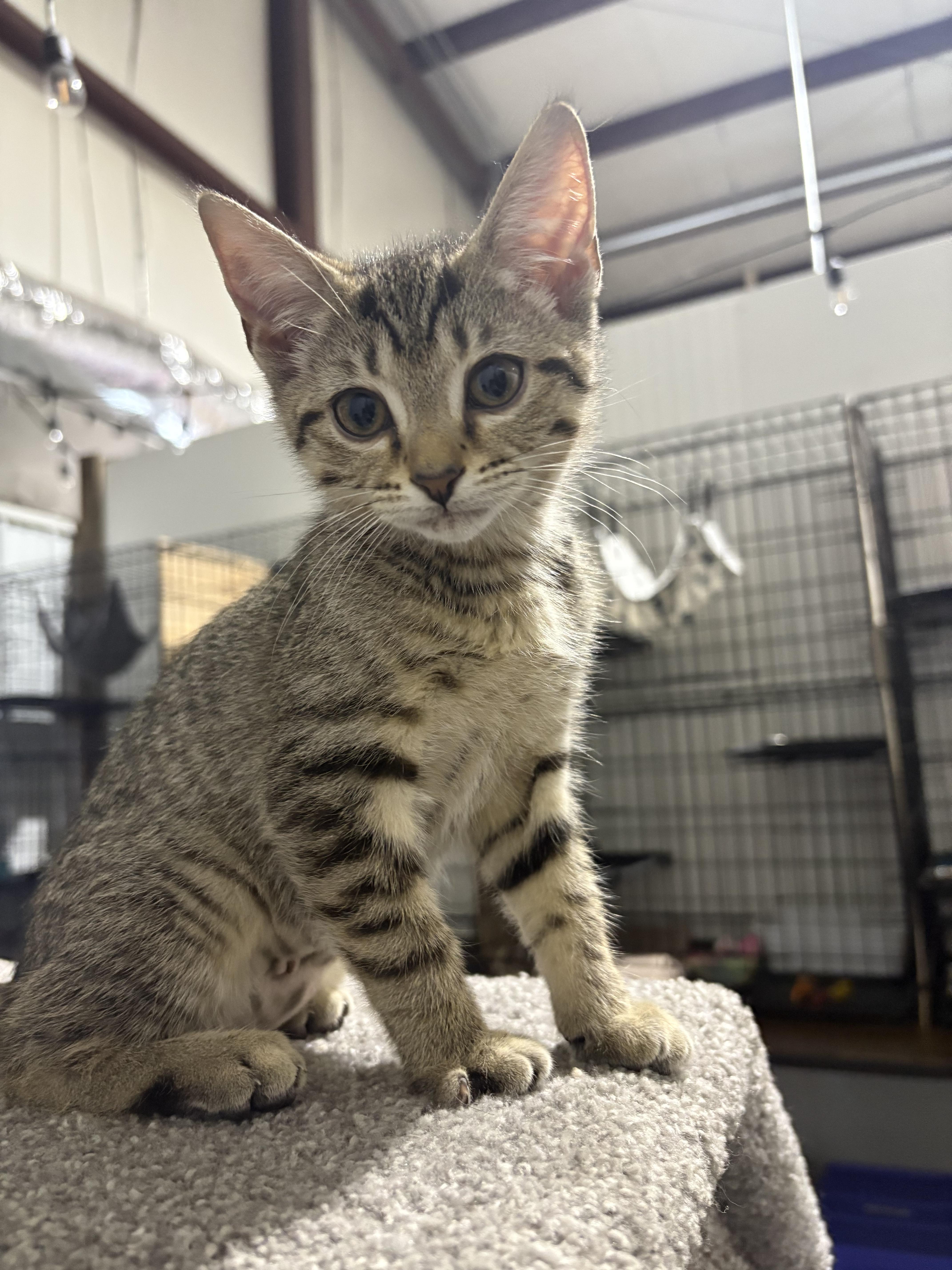 Frenchy, Adoptable, Young Female Domestic Short Hair.