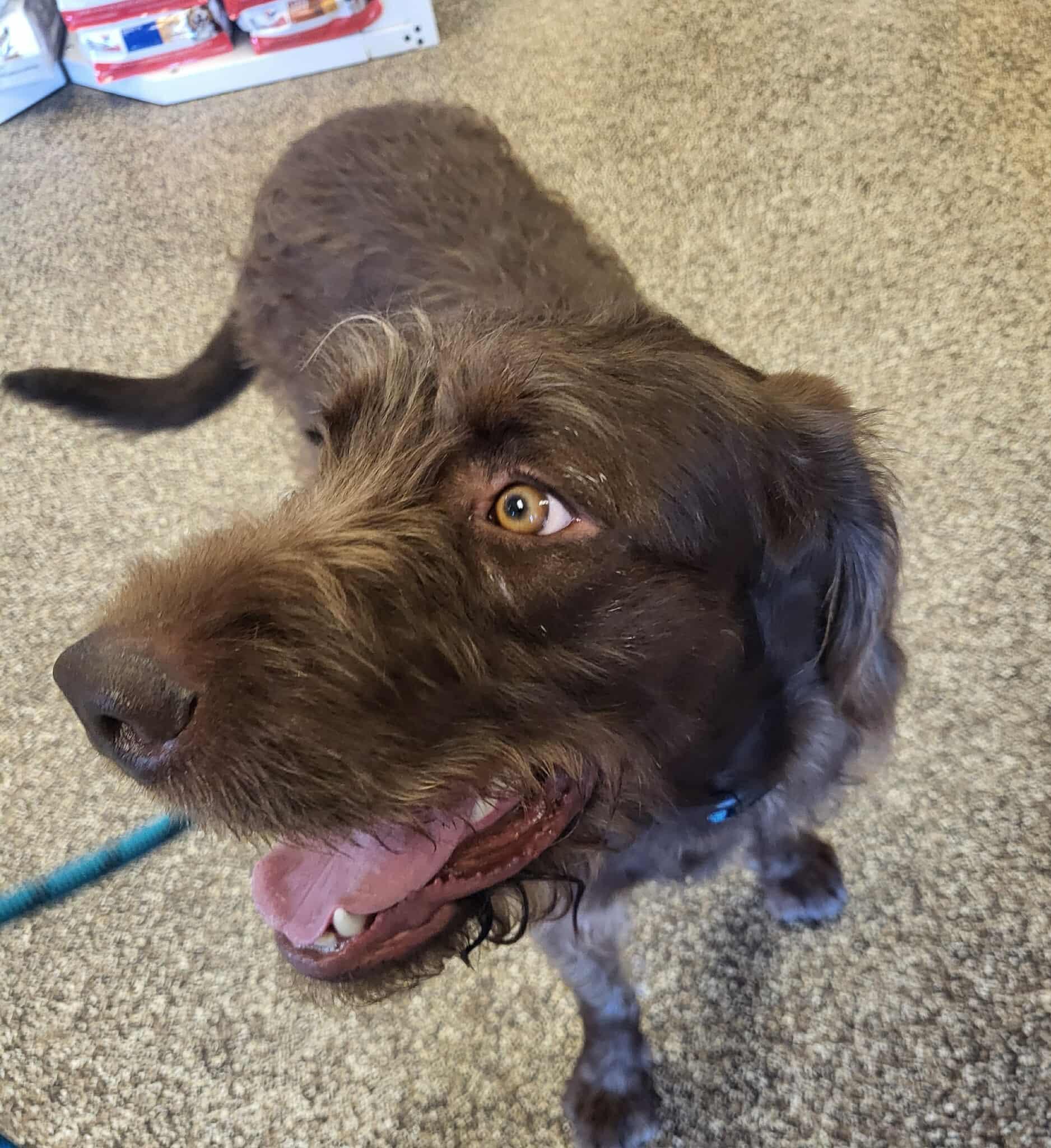 Enlarge Bridget, a ADOPTABLE Labradoodle in Salisbury, NC image 3/5