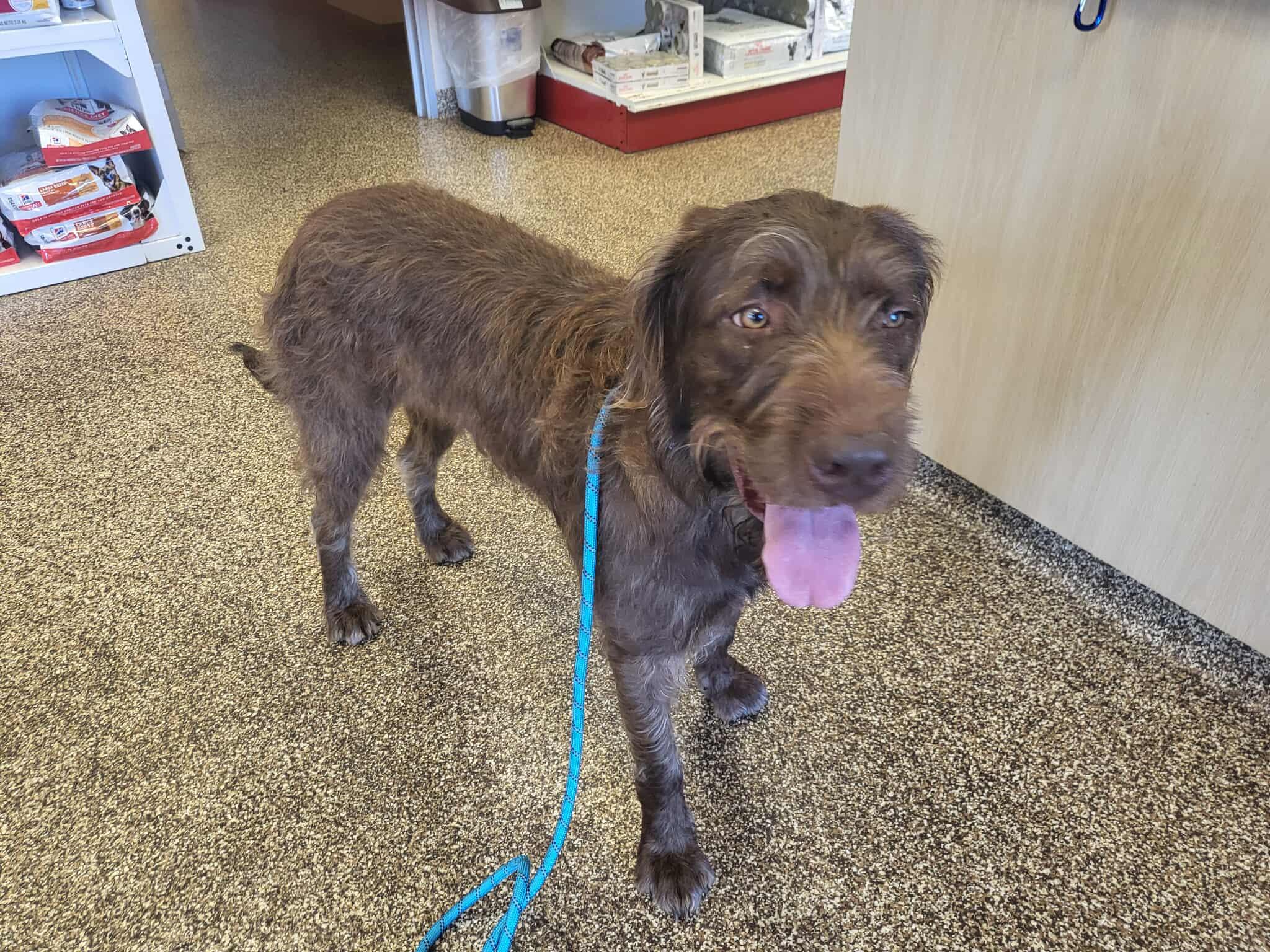Enlarge Bridget, a ADOPTABLE Labradoodle in Salisbury, NC image 2/5