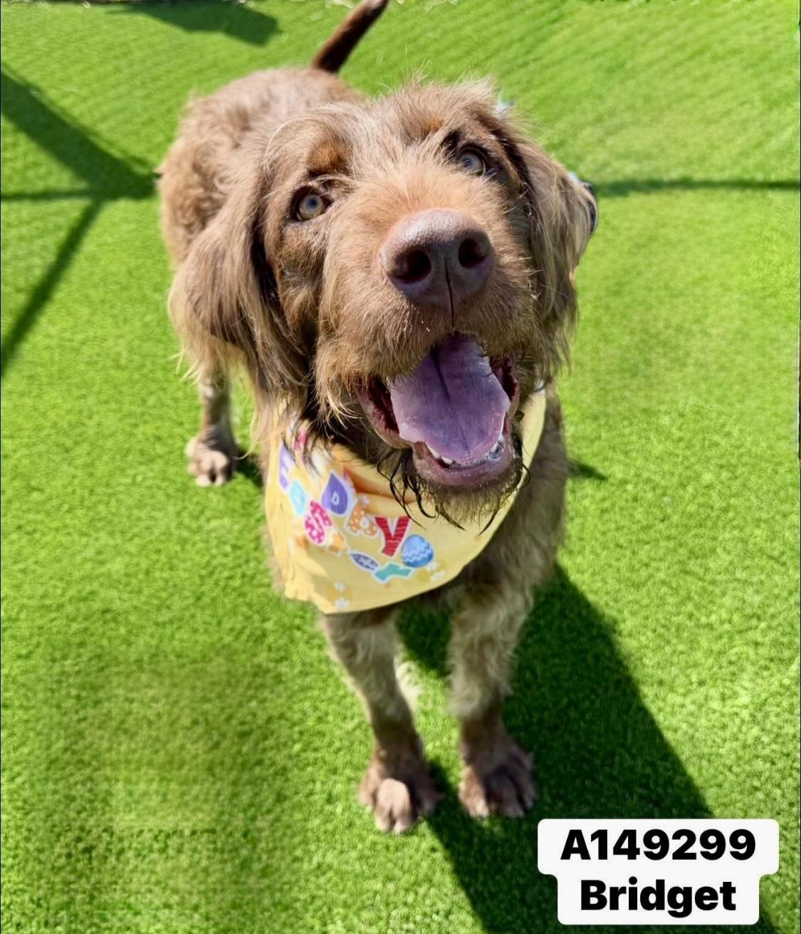 Enlarge Bridget, a ADOPTABLE Labradoodle in Salisbury, NC image 5/5