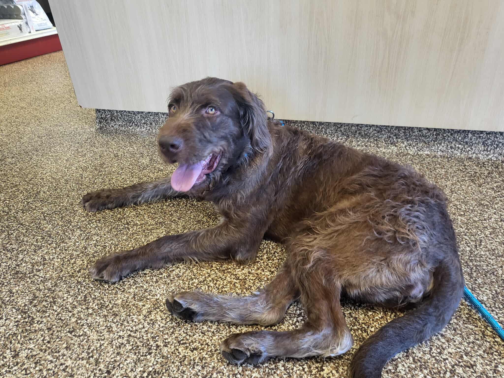 Bridget, ADOPTABLE, Young Female Labradoodle.