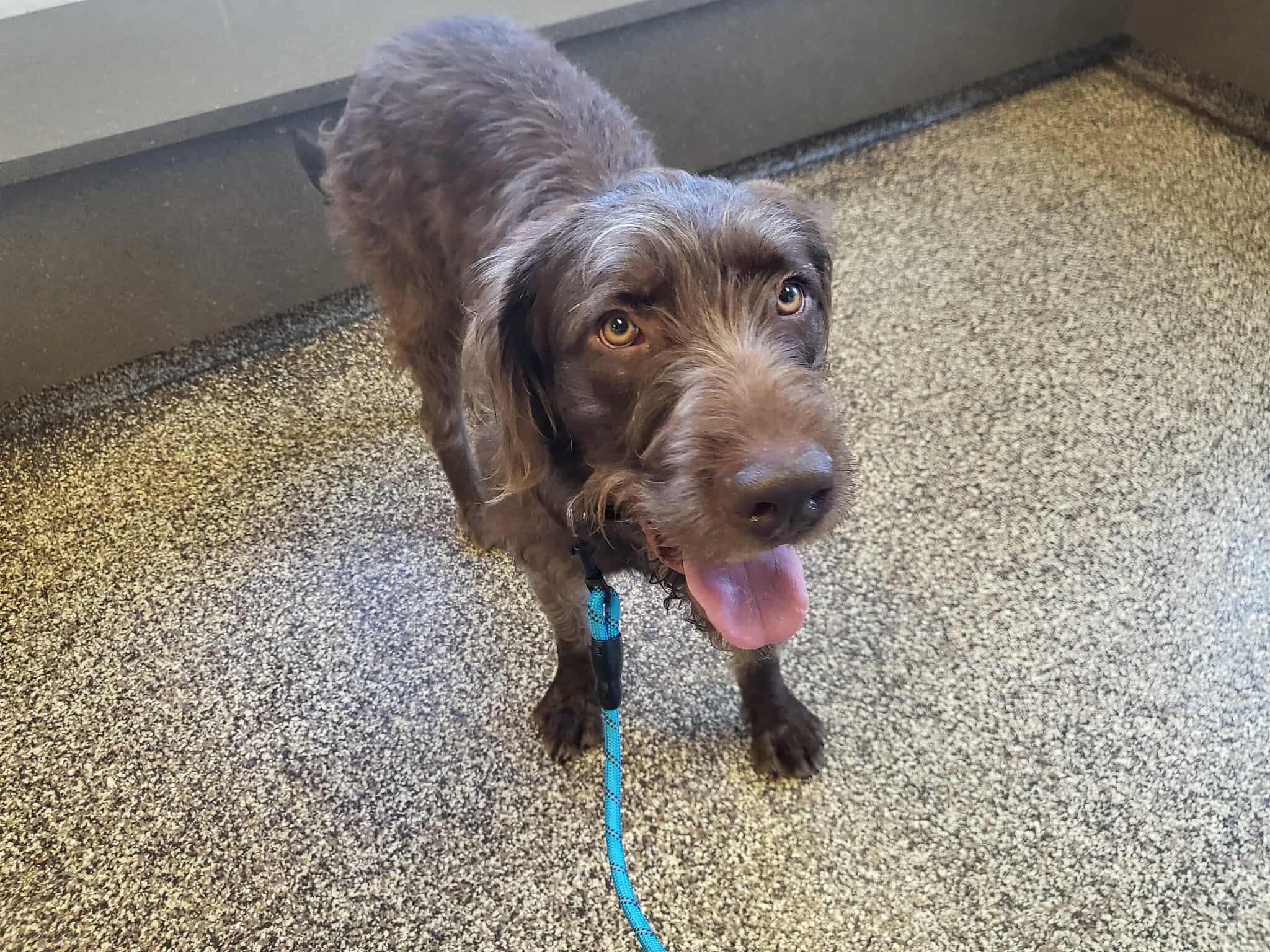 Enlarge Bridget, a ADOPTABLE Labradoodle in Salisbury, NC image 4/5