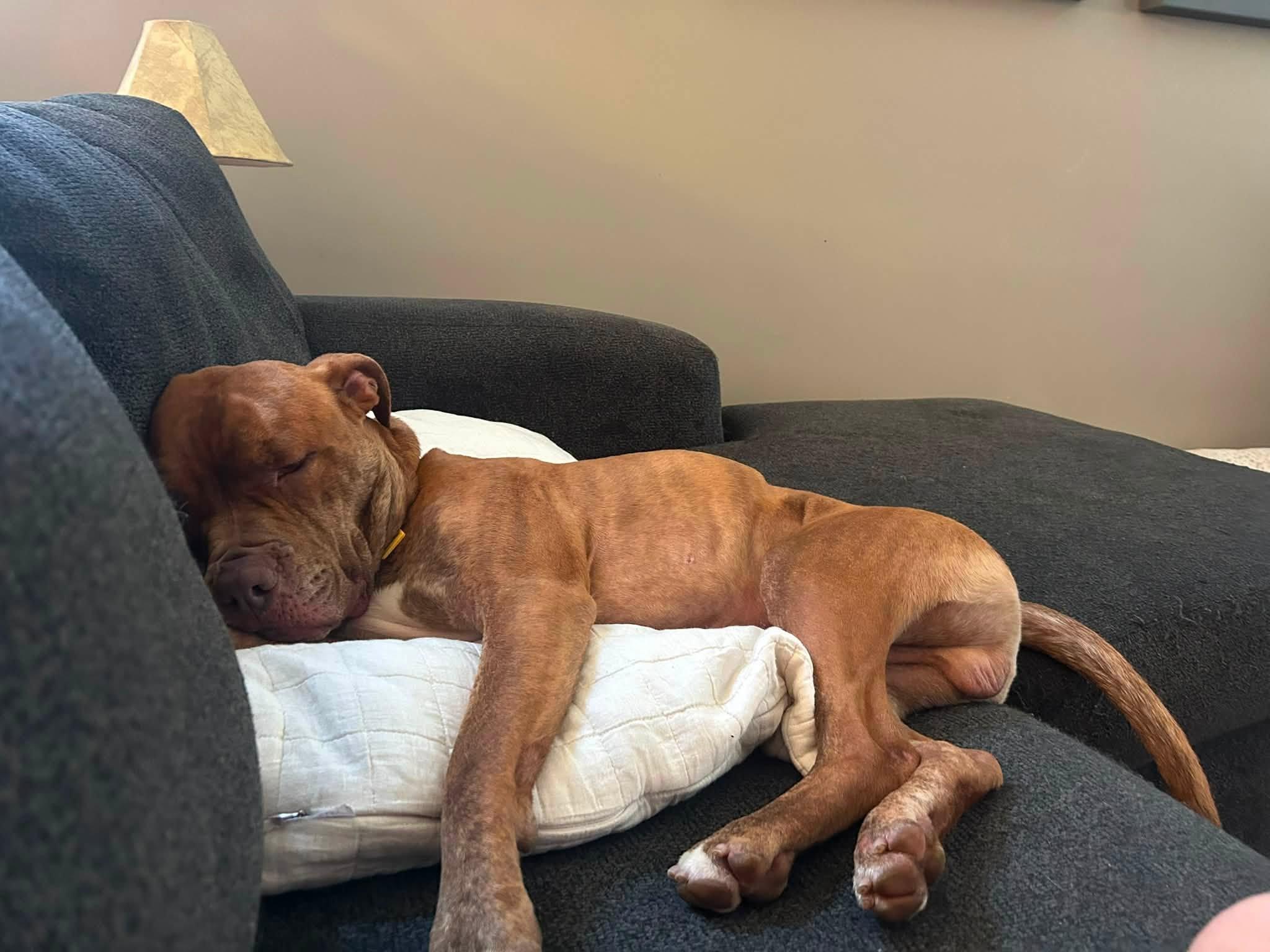 Rafferty, a ADOPTABLE mixed breed in Cleveland, OH image 5/6