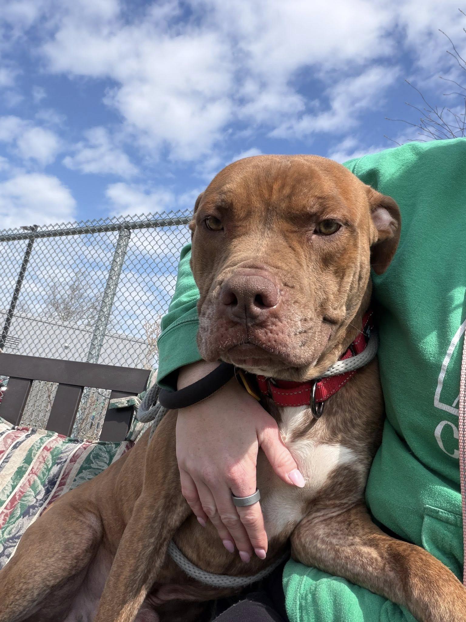 Rafferty, a ADOPTABLE mixed breed in Cleveland, OH image 2/6