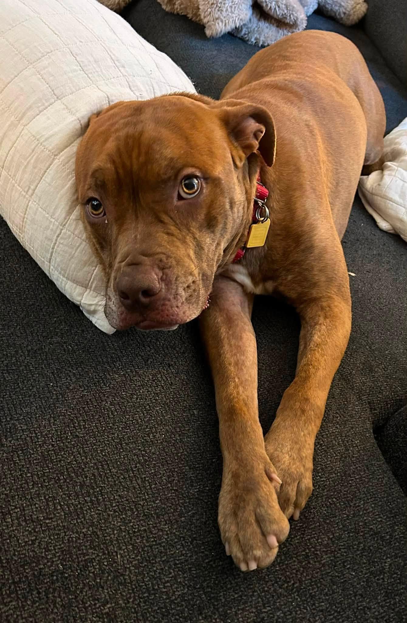 Rafferty, ADOPTABLE, Young Male Pit Bull Terrier.
