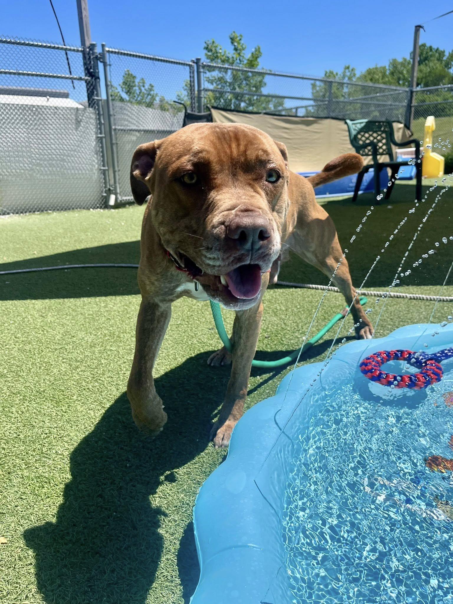 Rafferty, a ADOPTABLE mixed breed in Cleveland, OH image 6/6