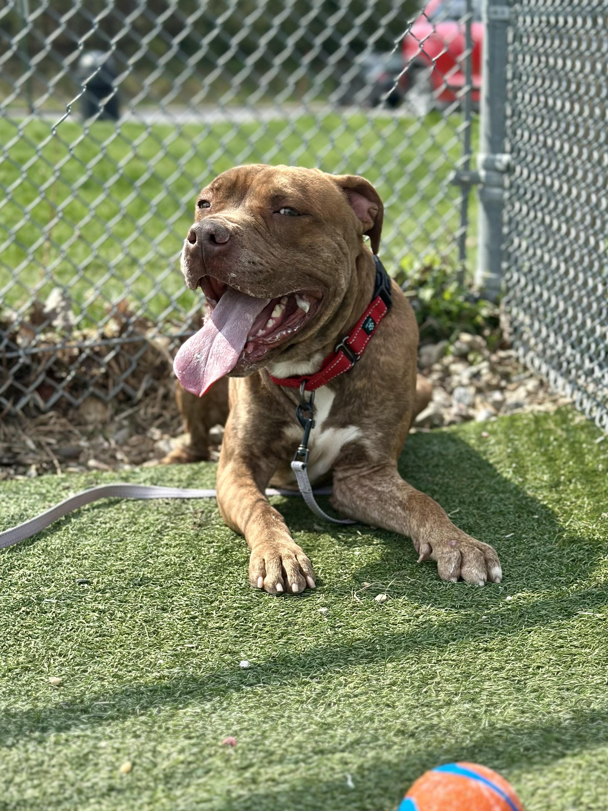 Rafferty, a ADOPTABLE mixed breed in Cleveland, OH image 4/6