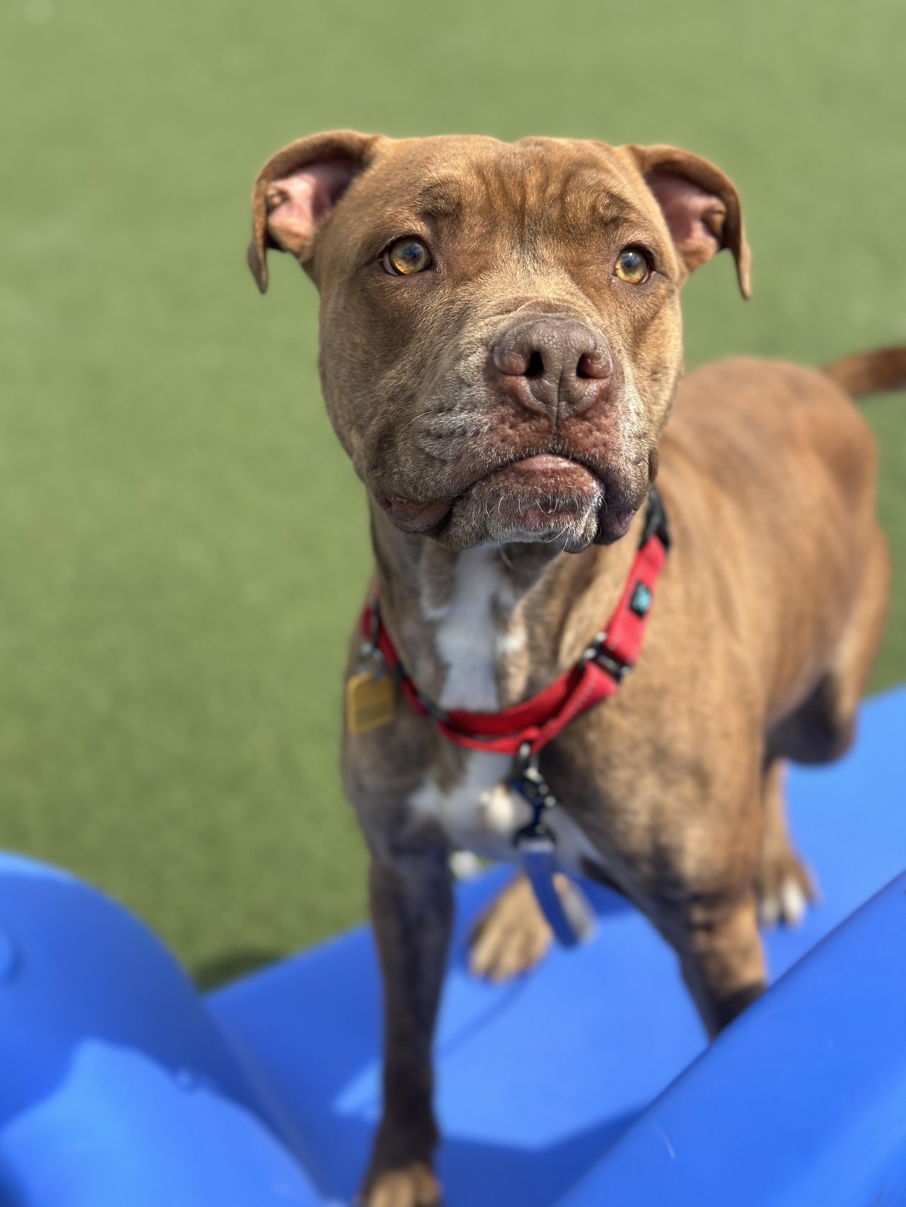 Rafferty, a ADOPTABLE mixed breed in Cleveland, OH image 5/6