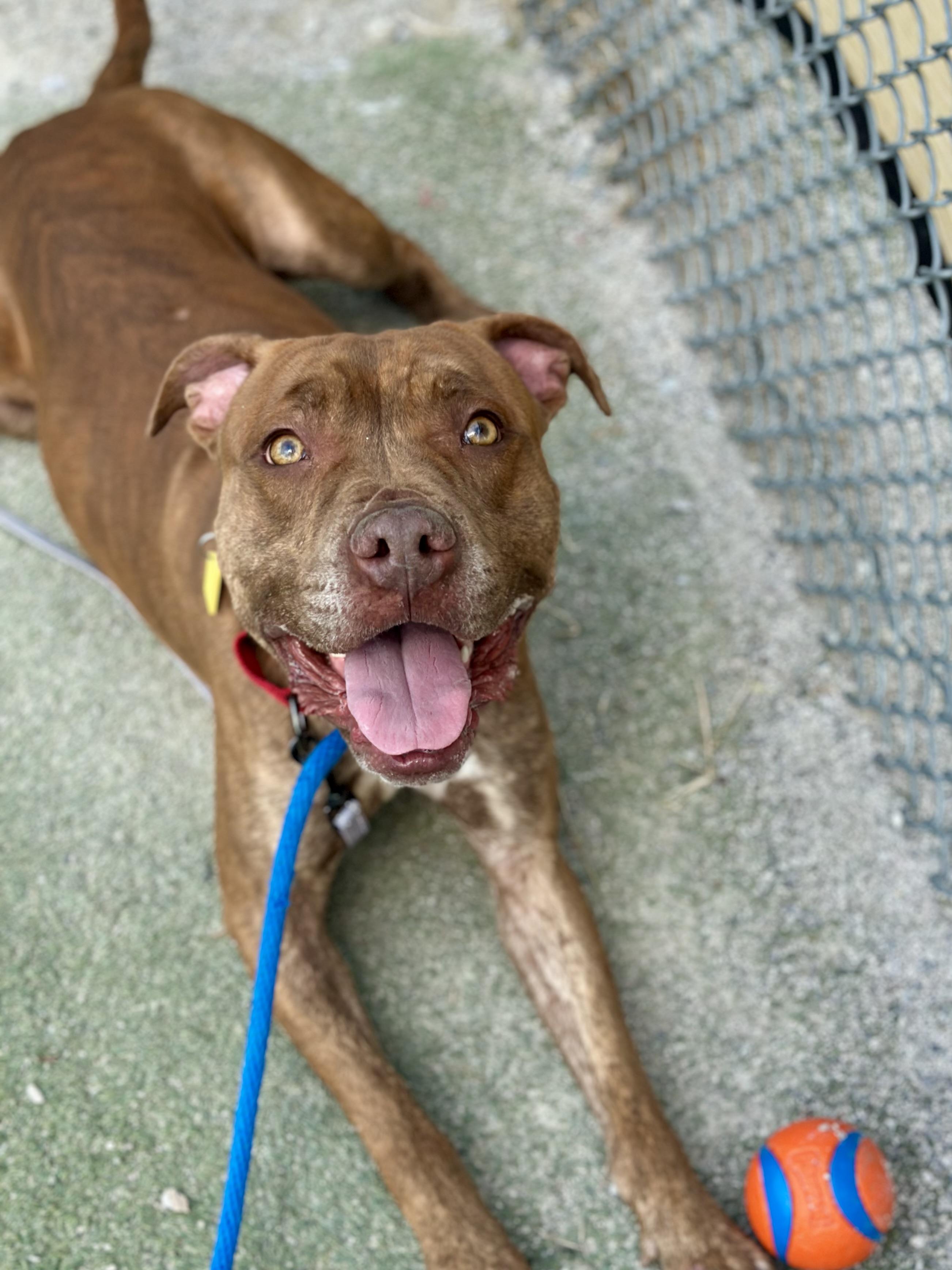 Rafferty, a ADOPTABLE mixed breed in Cleveland, OH image 1/6
