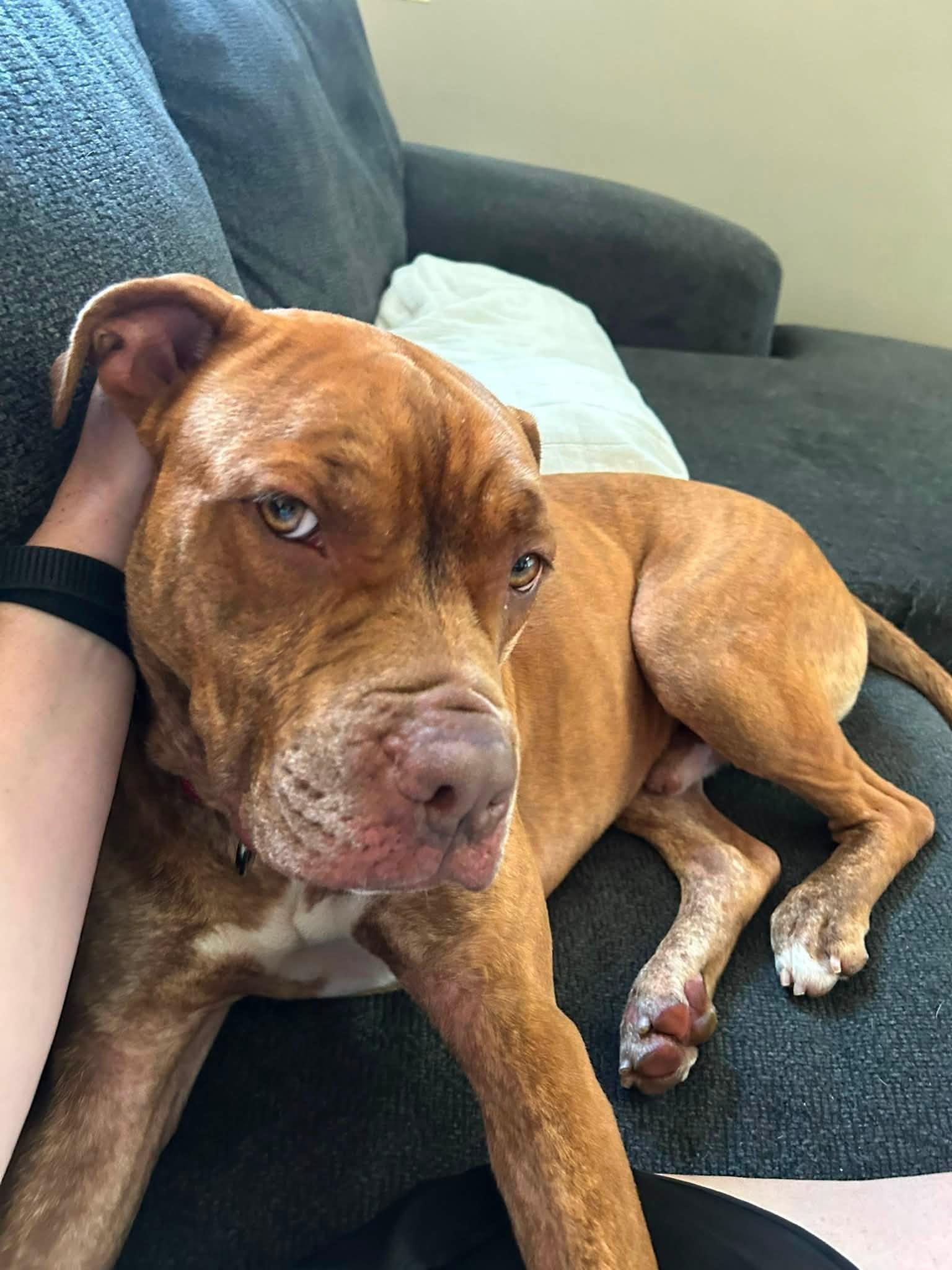 Rafferty, ADOPTABLE, Young Male Pit Bull Terrier.