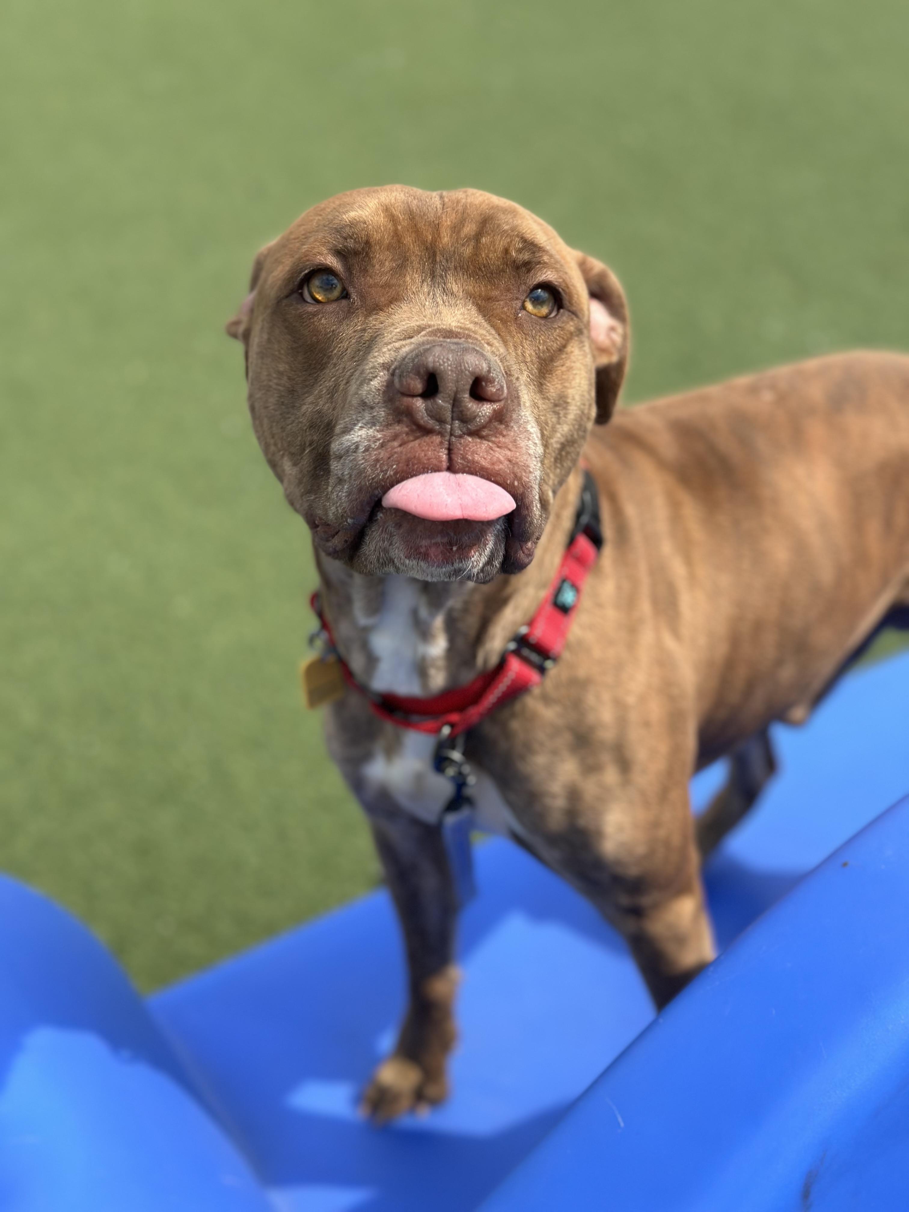 Rafferty, a ADOPTABLE mixed breed in Cleveland, OH image 3/6