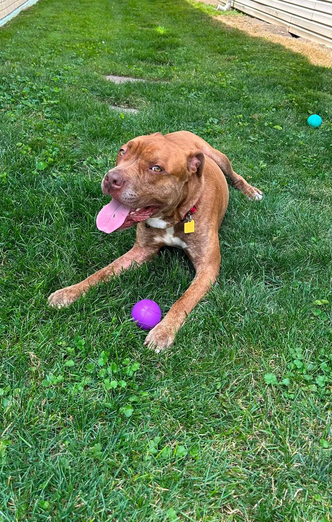 Rafferty, a ADOPTABLE mixed breed in Cleveland, OH image 6/6