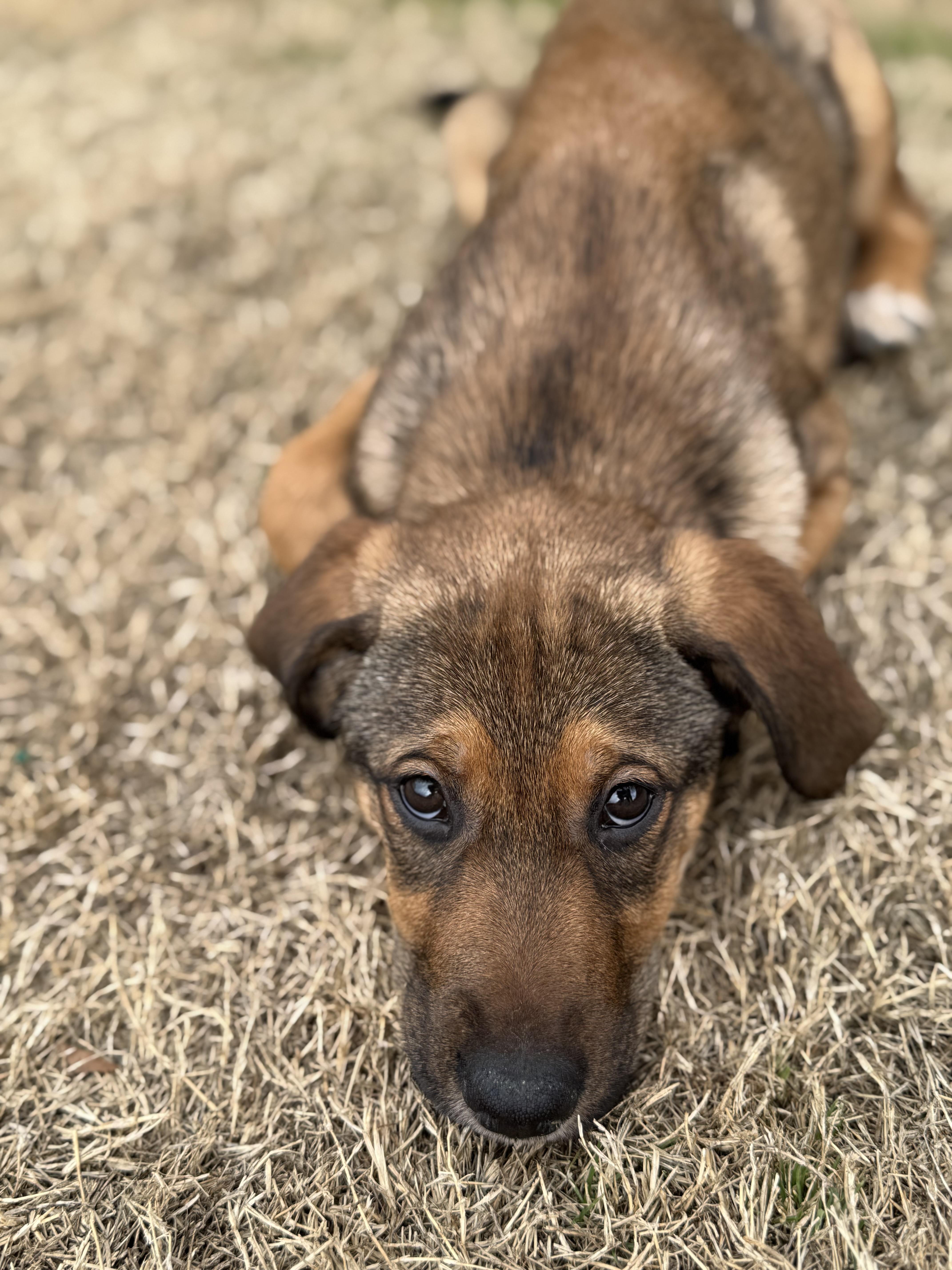 Enlarge Brandywine, a ADOPTABLE Mixed Breed in Charlotte, NC image 4/5