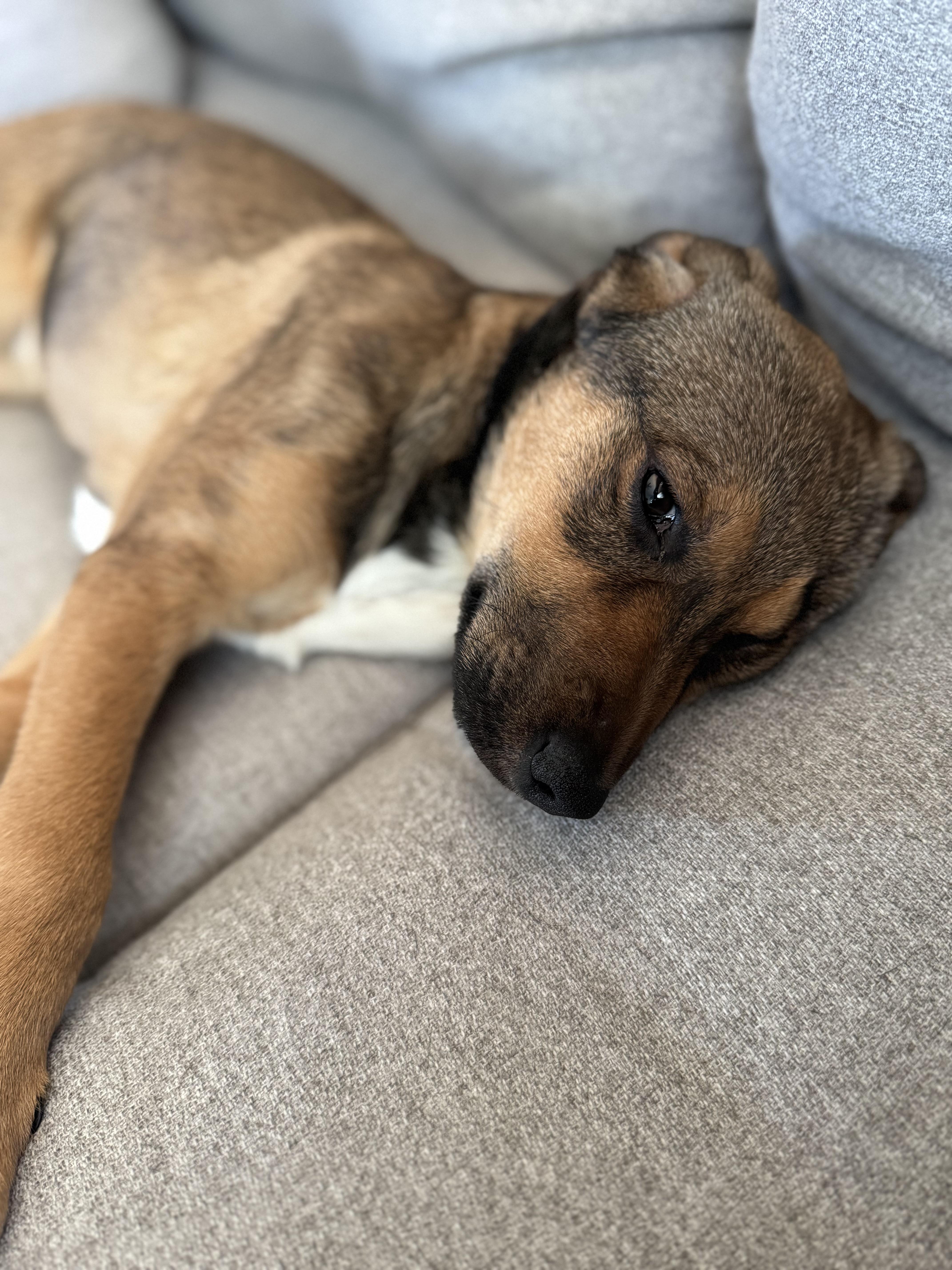 Enlarge Brandywine, a ADOPTABLE Mixed Breed in Charlotte, NC image 5/5