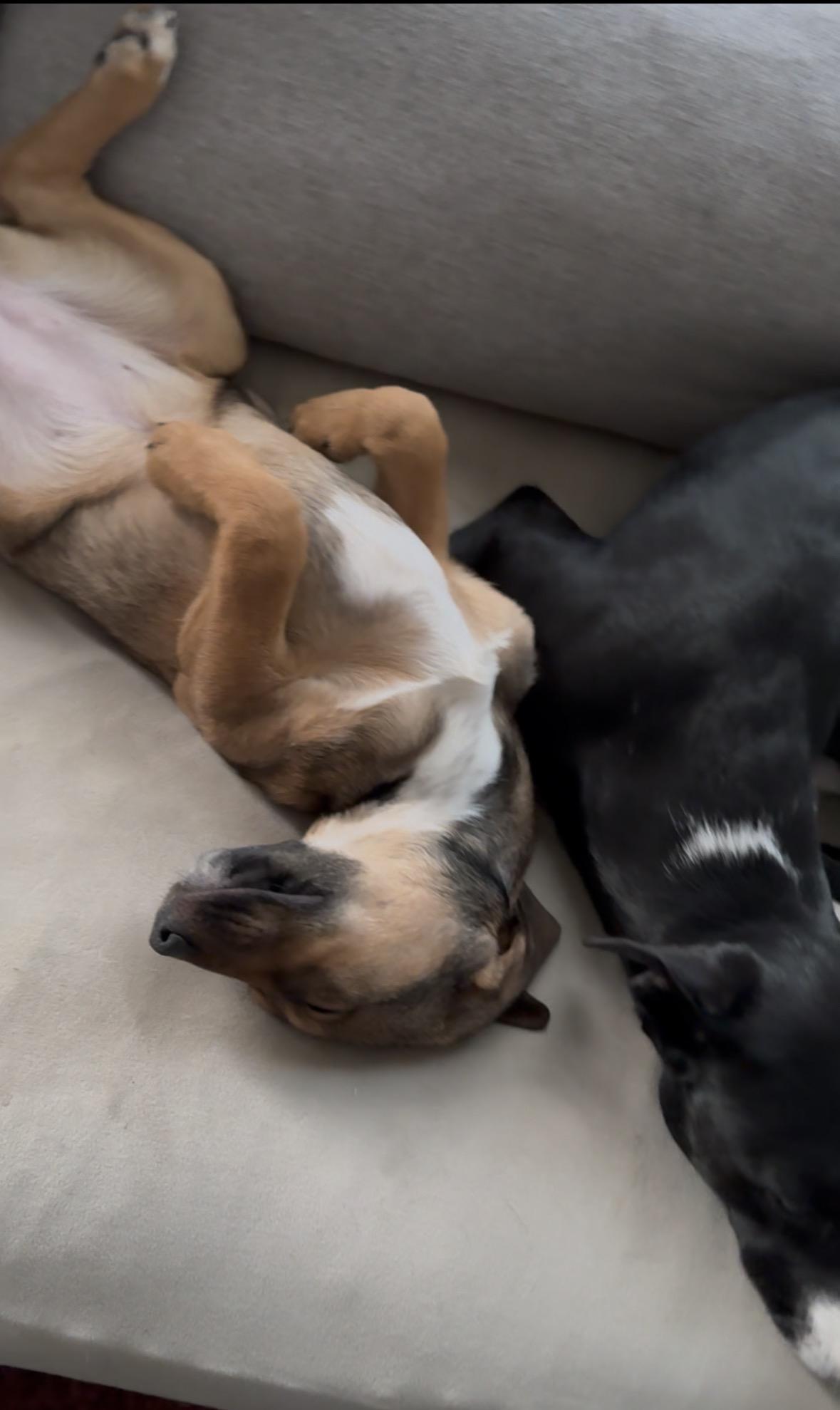 Enlarge Brandywine, a ADOPTABLE Mixed Breed in Charlotte, NC image 3/5