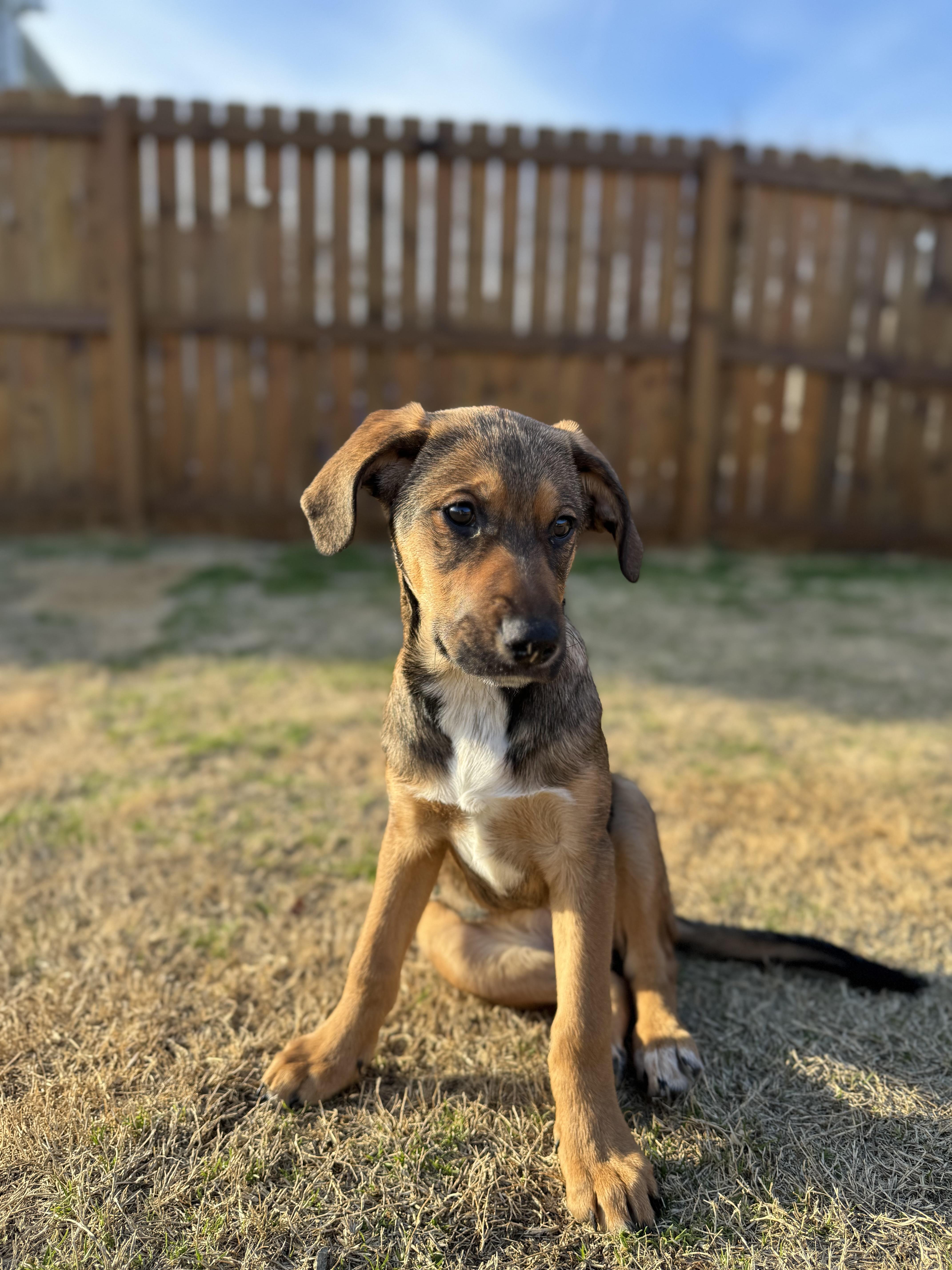 Brandywine, ADOPTABLE, Puppy Female Mixed Breed.