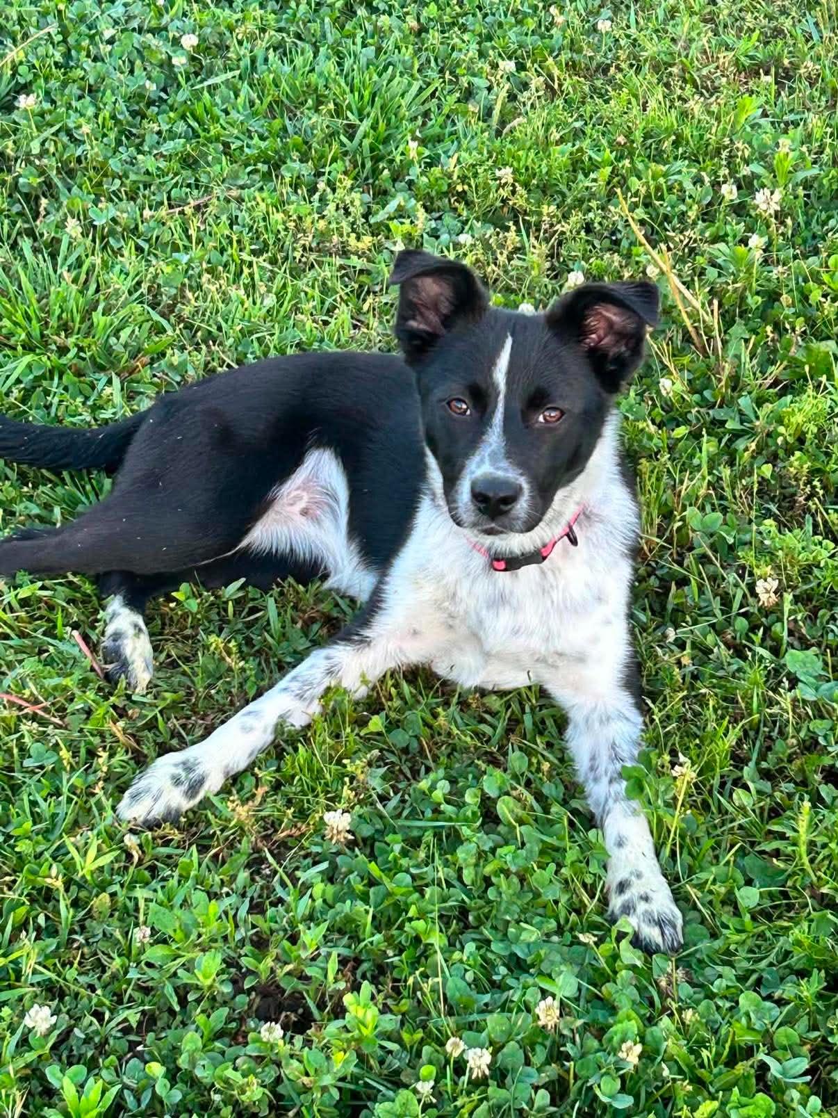 Jolene, Adoptable, Young Female Border Collie.