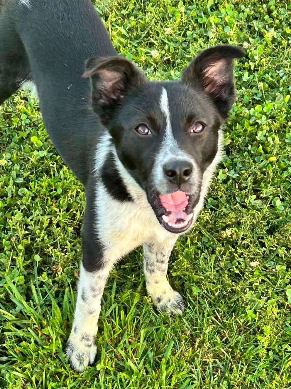 Jolene, a Adoptable Border Collie in Columbia, MO image 2/3