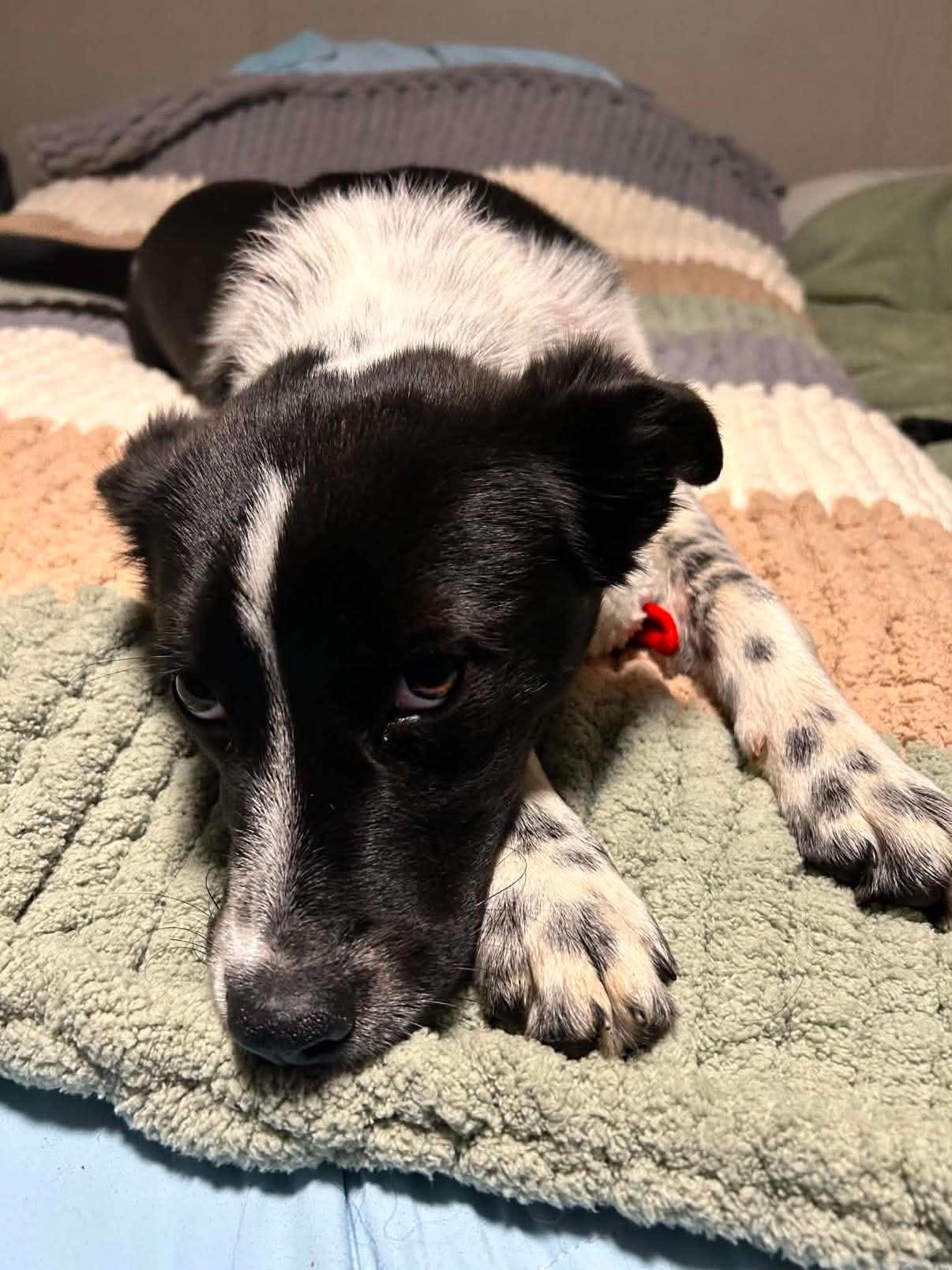 Jolene, a Adoptable Border Collie in Columbia, MO image 3/3